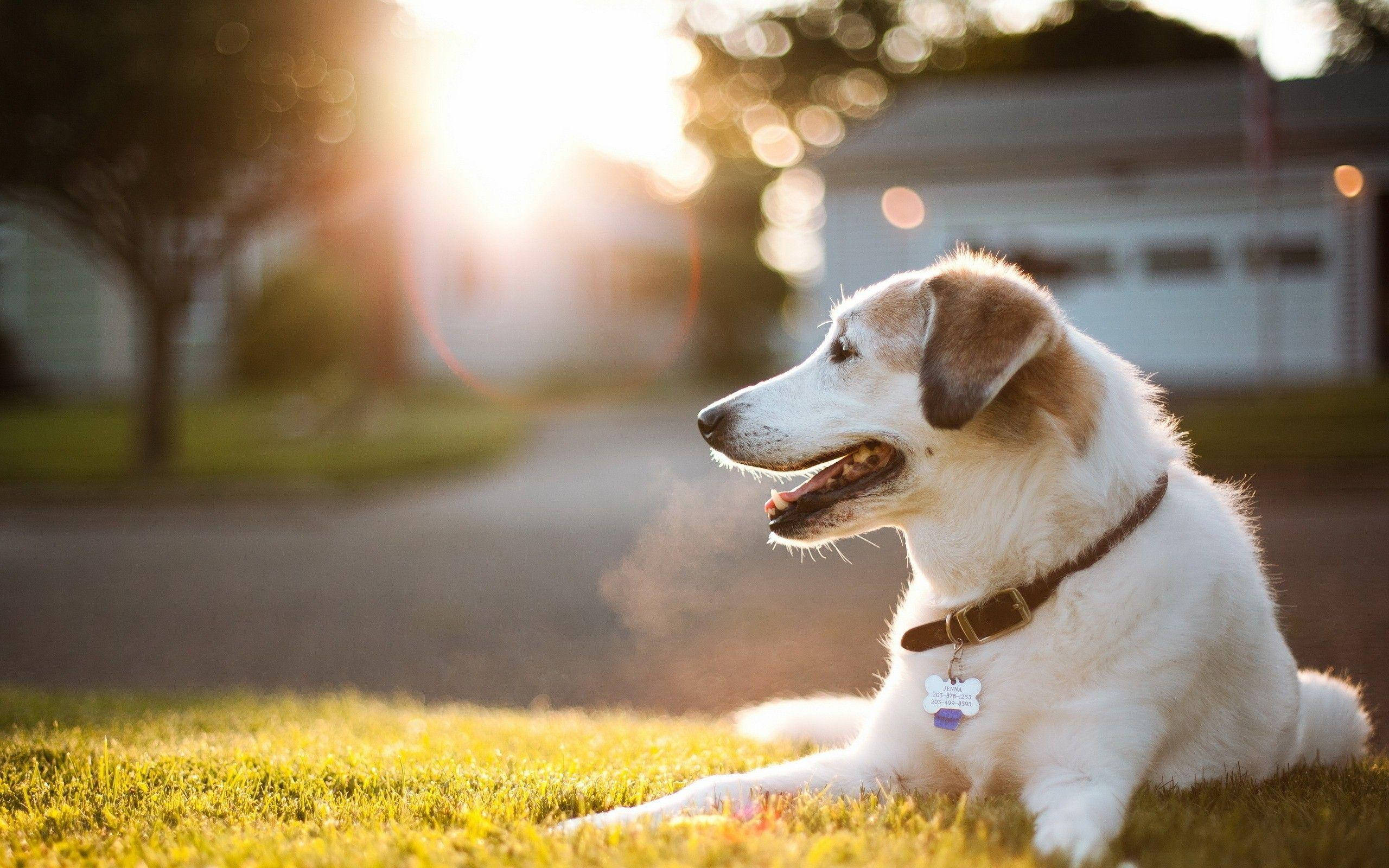 Big Dog 桌布 壁紙 — 一隻白色和棕色的狗在沐浴著金色夕陽光芒的草地上休息，背景呈現散景效果。
