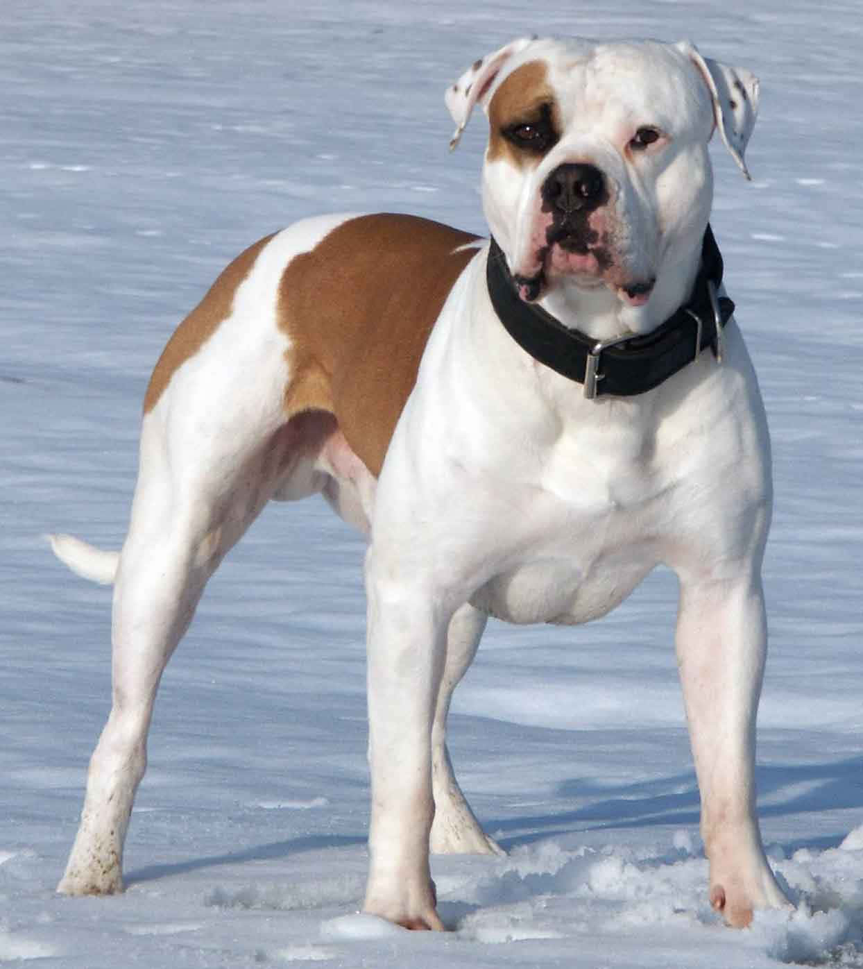 Bulldog 桌布 壁紙 — 一隻白色和棕色的美國鬥牛犬在晴朗天空下的明亮雪地中警覺地站立。