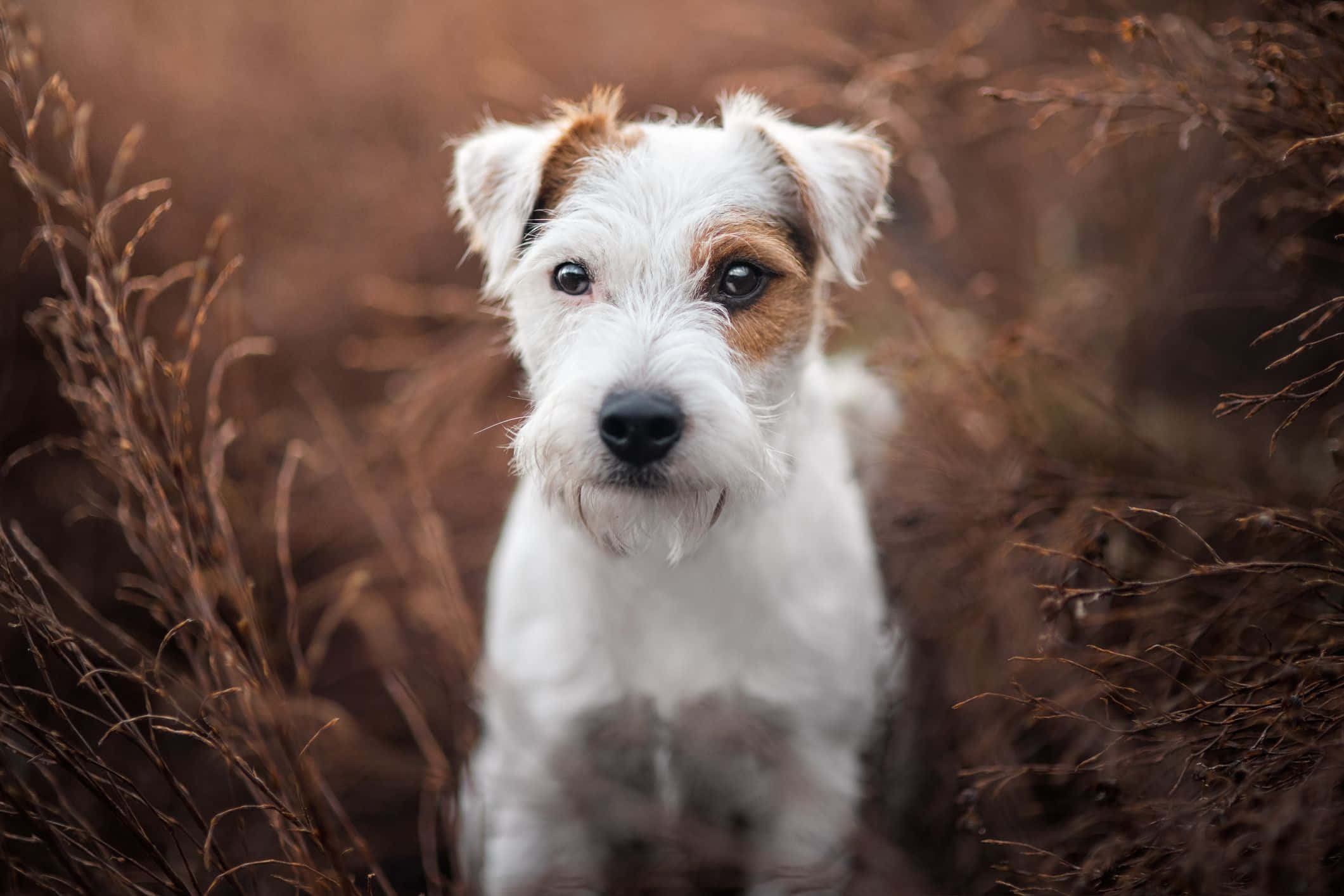 Terrier Dog 桌布 壁紙 — 一隻白色和棕褐色剛毛獵狐梗幼犬的近距離特寫，深色眼睛，坐在乾燥的棕色草地上。