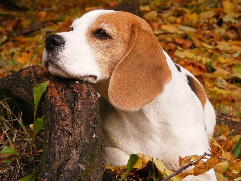 米格魯 桌布 壁紙 — 一隻白色和棕褐色毛髮的比格犬將頭擱在長滿苔蘚的圓木上，周圍環繞著金色的秋葉。