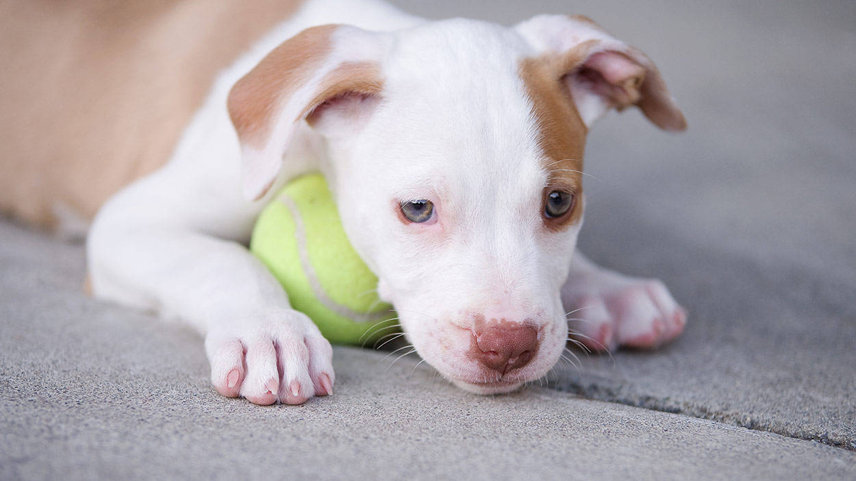 Pitbull Puppies 桌布 壁紙 — 一隻白色和棕褐色的小狗，大眼睛，將頭靠在灰色地毯上一個亮綠色的網球上。