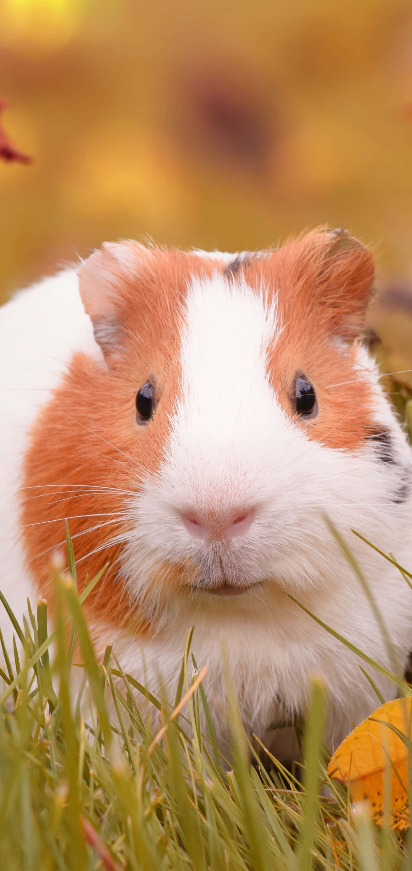 guinea pig 桌布 壁紙 — 一隻白色和橙色、深色眼睛的天竺鼠特寫，坐在綠色草地上，背景是模糊的金色。