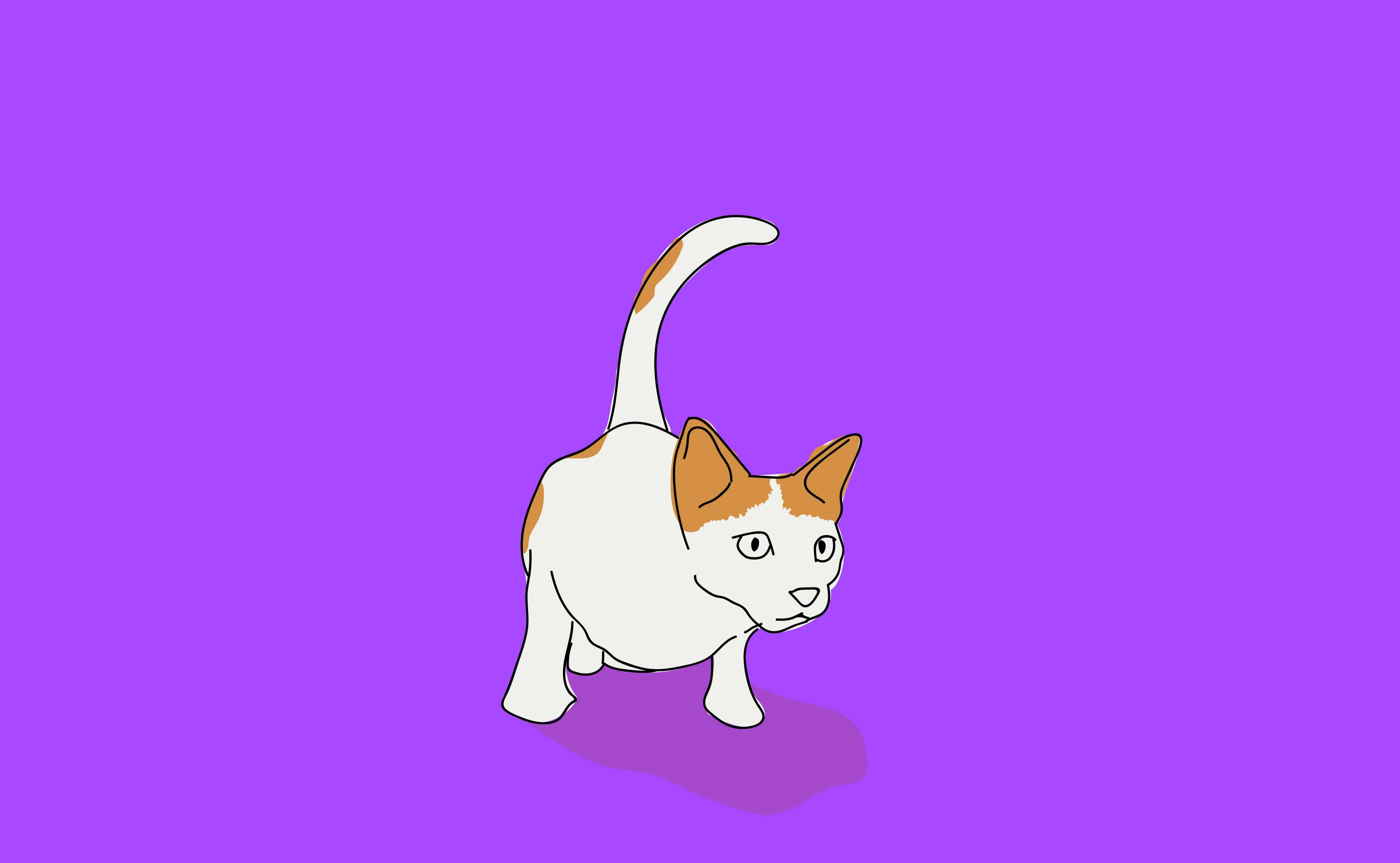 Cat Tail 桌布 壁紙 — 一隻白色和橙色的貓，尾巴彎曲，在純紫色背景上警覺地站立。