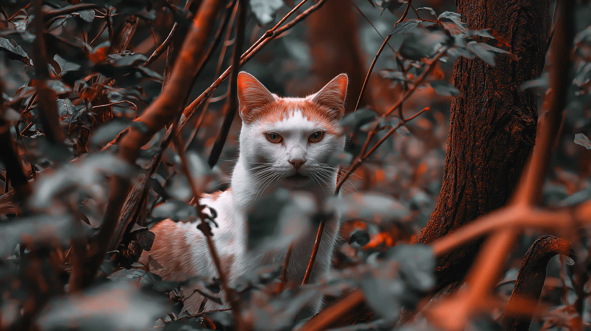 Hidden Gaze: Feline Amidst Woodland Foliage 壁紙 — 一隻白色和橙色的貓在森林環境中透過濃密的紅褐色樹葉專注地凝視。