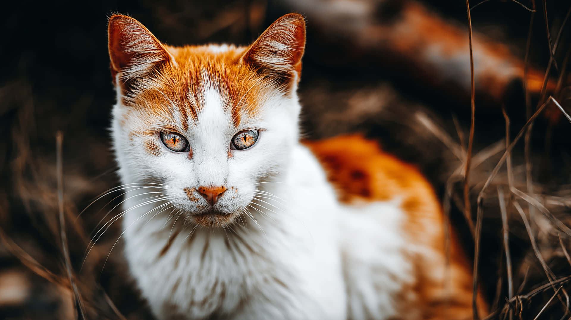Intense Feline Focus: Majestic Cat in Natural Surroundings 壁紙 — 一隻白色和橙色虎斑貓的特寫，擁有引人注目的琥珀色眼睛，在乾草中直視鏡頭。