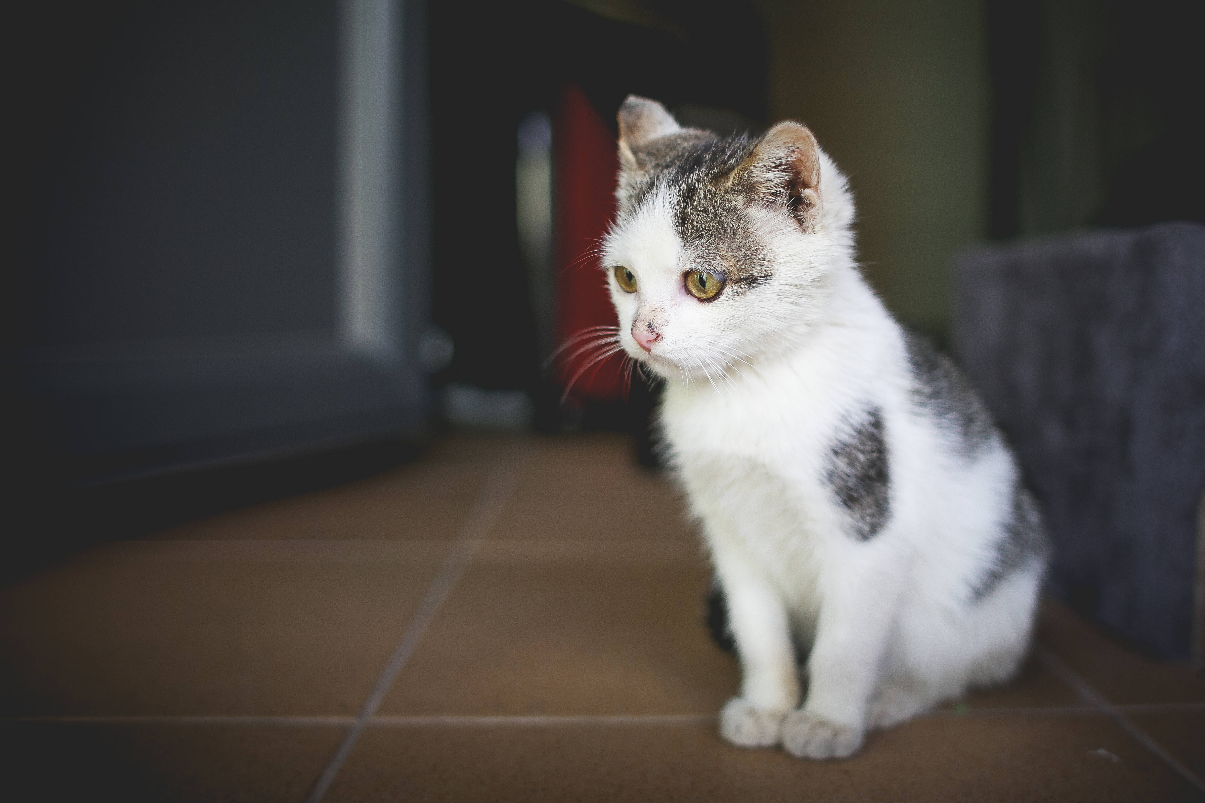 Cute Cat 桌布 壁紙 — 一隻白色和灰色的小貓，有著明亮的黃色眼睛，警覺地坐在室內的瓷磚地板上。