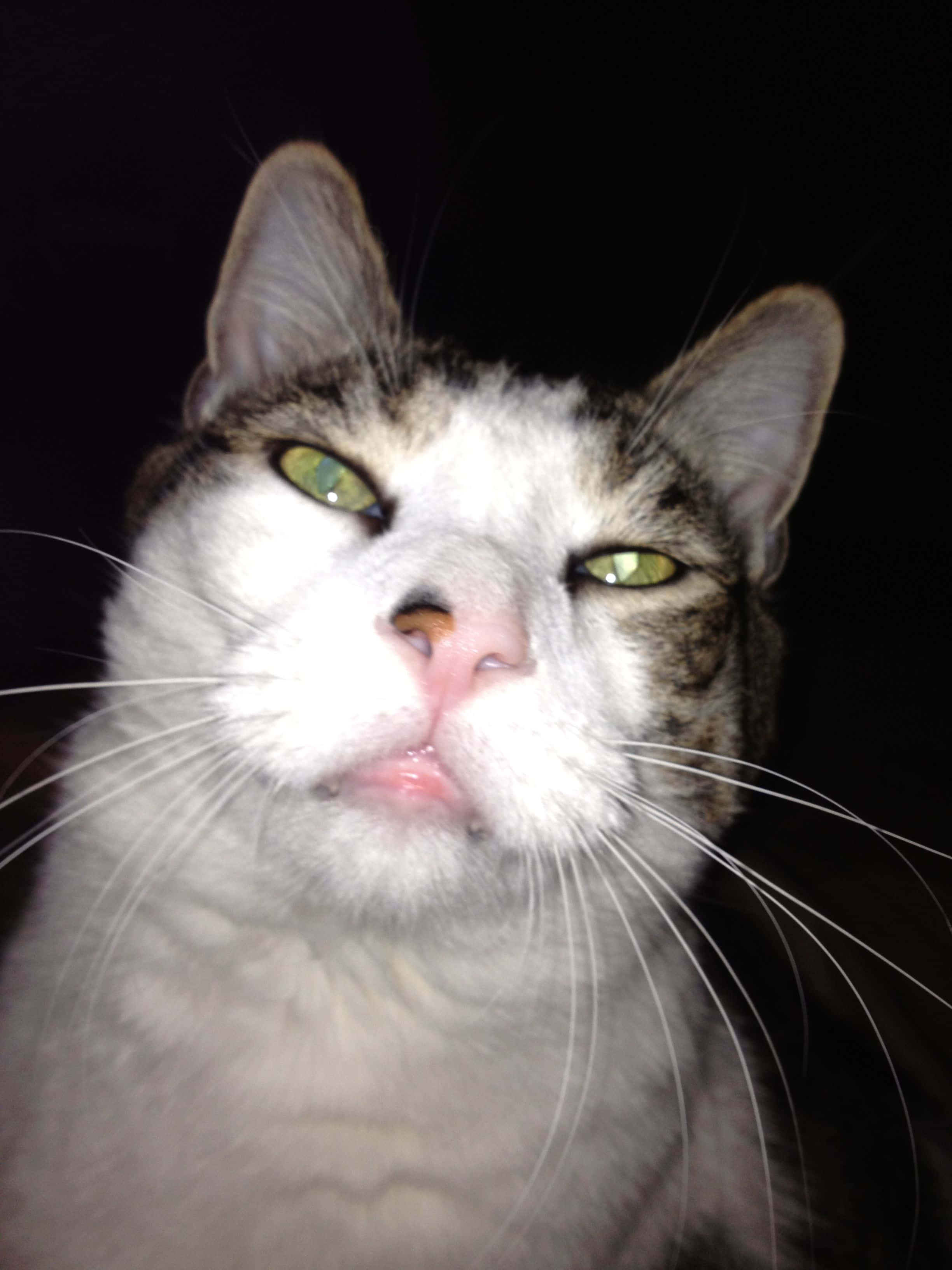 Ugly Cat 桌布 壁紙 — 一隻白色和灰色虎斑貓的特寫，綠色眼睛直視鏡頭，背景為黑色。