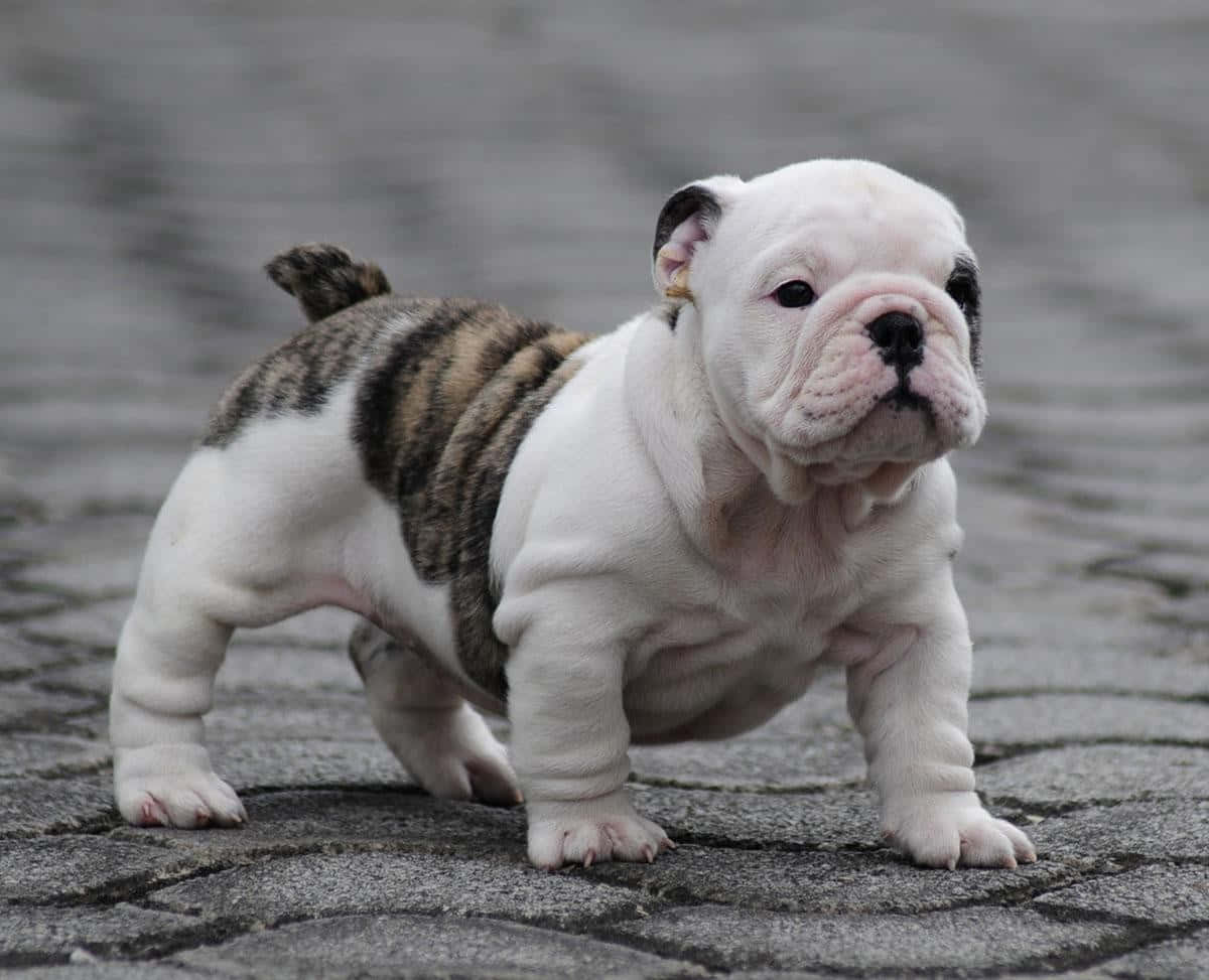 Bulldog 桌布 壁紙 — 一隻白色和虎斑紋的英國鬥牛犬幼犬警覺地站在灰色鵝卵石街道上，表情好奇。