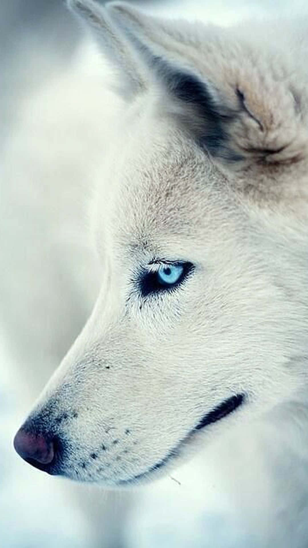 Wolf iPhone 桌布 壁紙 — 一隻白色哈士奇擁有銳利的藍色眼睛，在雪景背景下平靜地凝視的特寫。