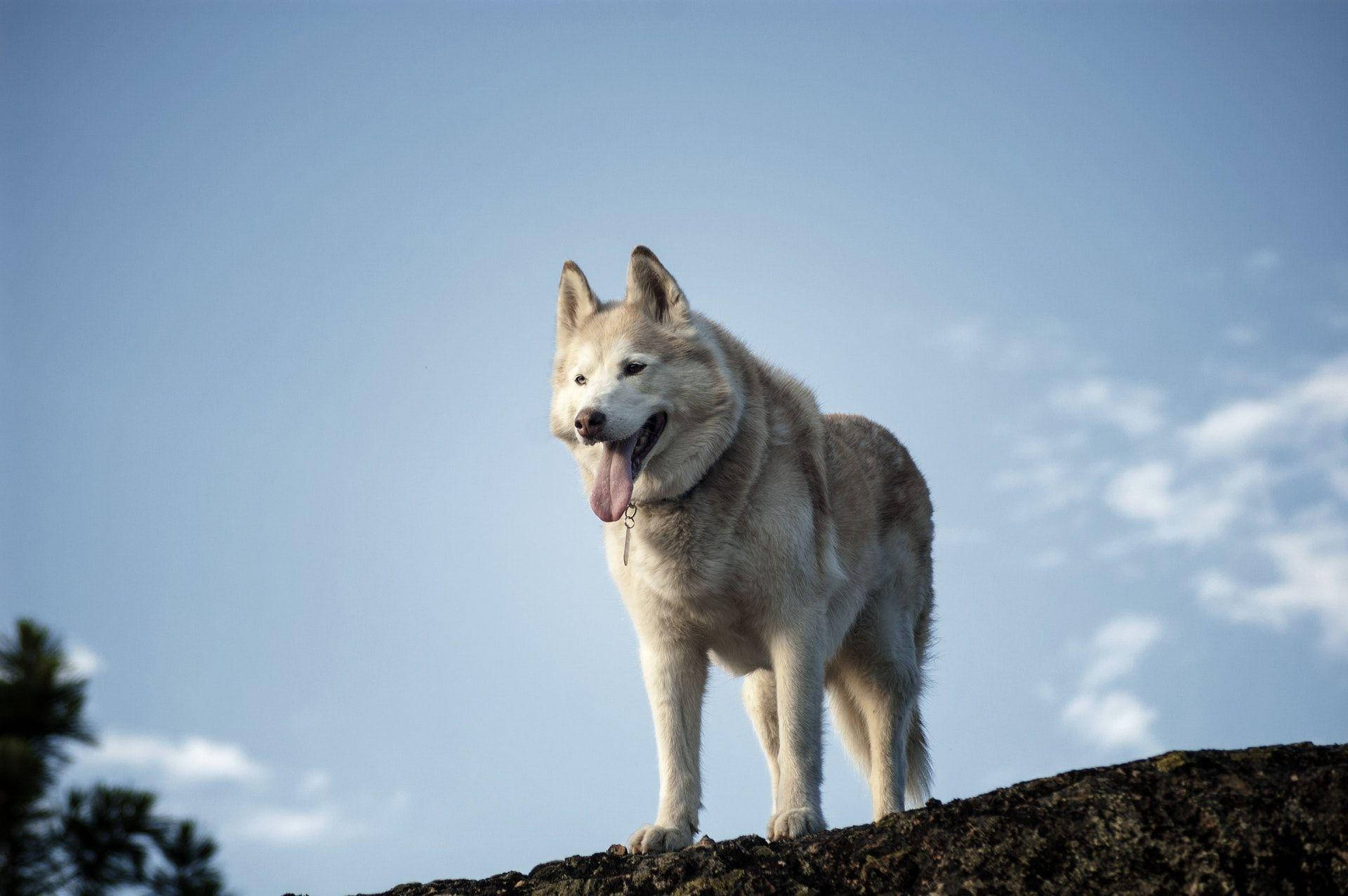 Dogs 桌布 壁紙 — 一隻白色哈士奇自豪地站在岩石露頭上，背景是清澈的藍天和散落的雲朵。