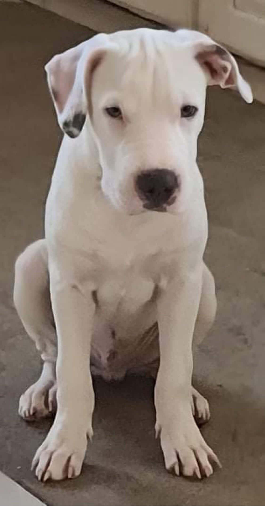 Dogo Argentino 桌布 壁紙 — 一隻白色垂耳小狗專注地坐在混凝土板上，直視鏡頭。
