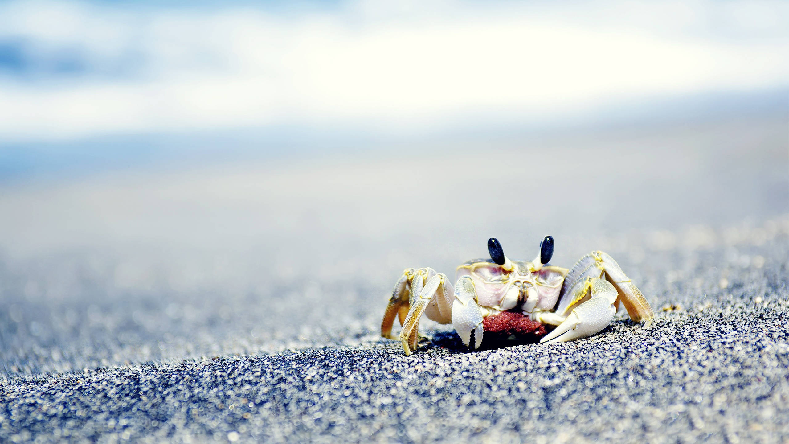 Sea 桌布 壁紙 — 一隻白色外殼、黑色眼睛的小螃蟹在柔和日光下，於深色濕沙上抓著一顆紅色漿果。