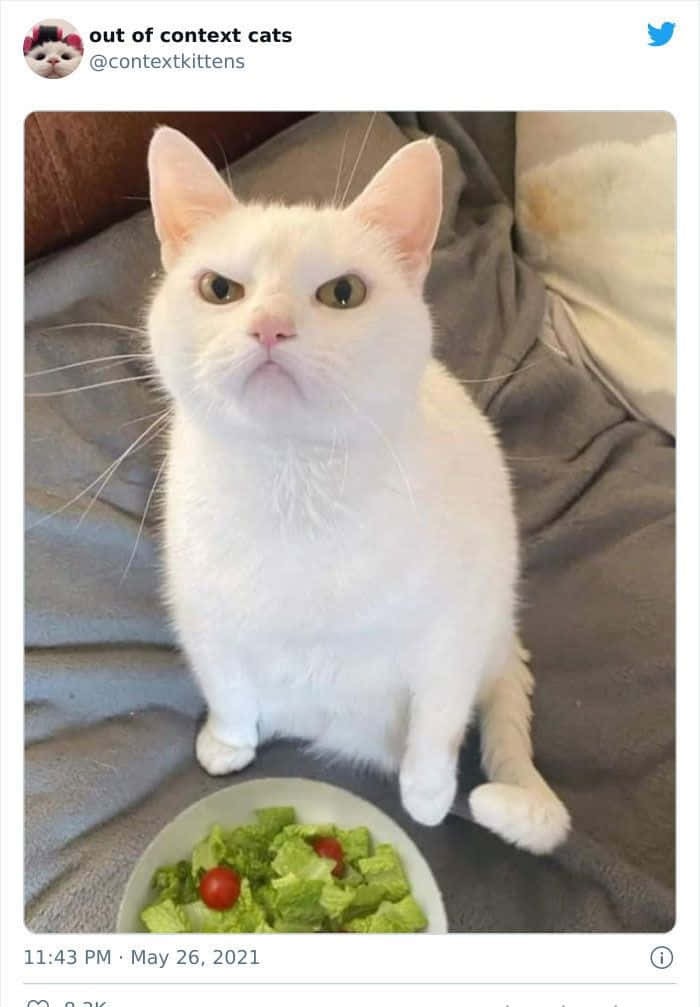 Pet Memes 桌布 壁紙 — 一隻白色大眼貓咪直坐在灰色毛毯上，旁邊有一碗鋪上櫻桃番茄的綠色沙拉。