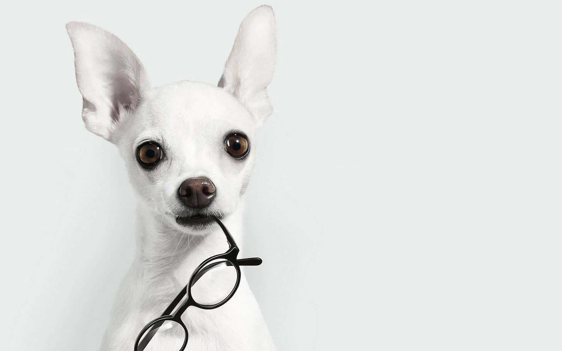 Chihuahua 桌布 壁紙 — 一隻白色大耳吉娃娃咬住一副黑框眼鏡，背景是純淺灰色。