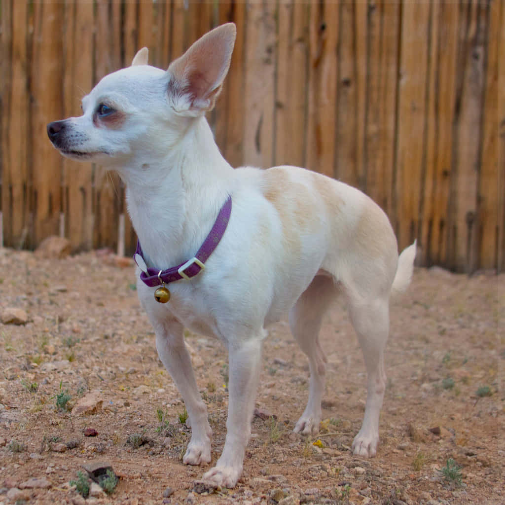 Teacup Chihuahua 桌布 壁紙 — 一隻白色大耳吉娃娃戴著紫色帶鈴鐺的項圈，警覺地站在乾燥的地上，前面是木籬笆。