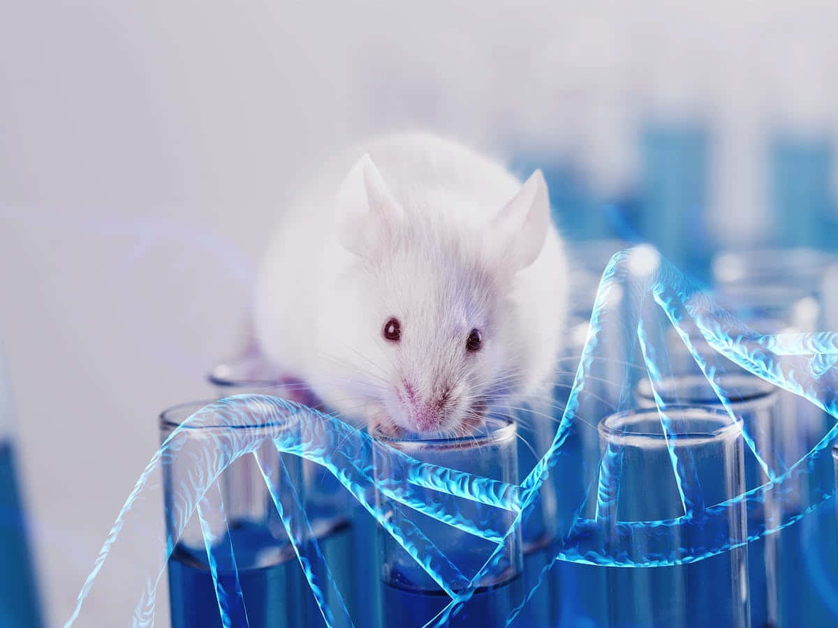 Mouse 桌布 壁紙 — 一隻白色實驗鼠從發光藍色試管和旋轉的DNA鏈中好奇地探頭張望。