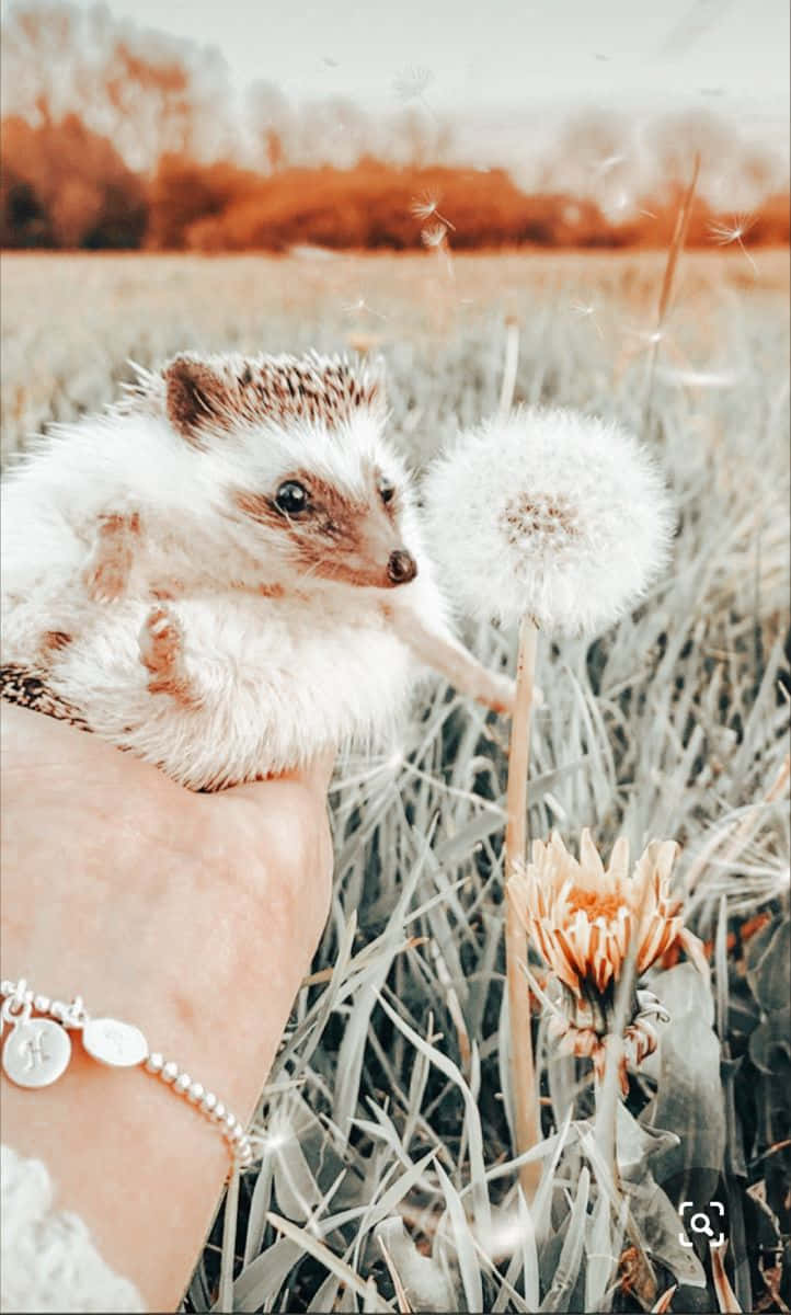 Cute Hedgehog 桌布 壁紙 — 一隻白色小刺蝟棲息在手上，輕輕觸摸高草田野中的蒲公英絨球。