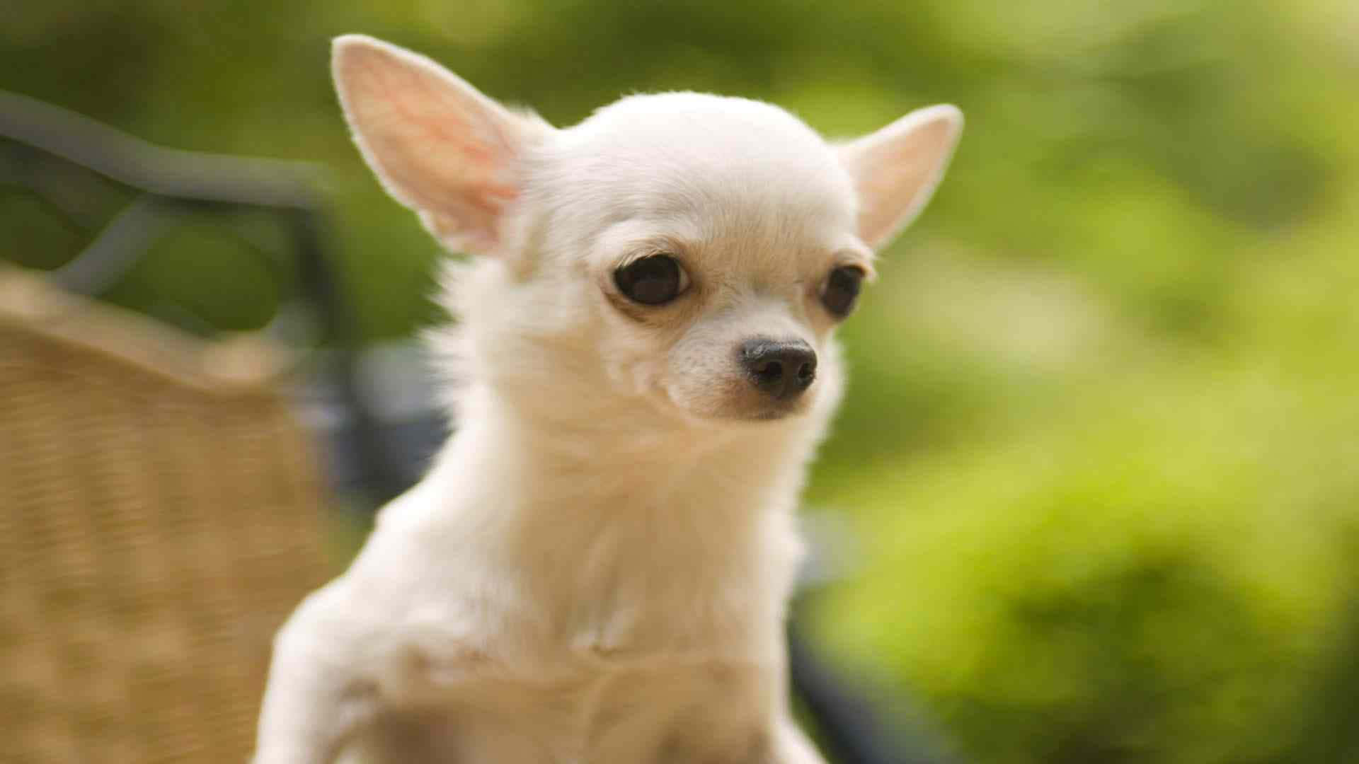 Chihuahua 桌布 壁紙 — 一隻白色小吉娃娃，有大耳朵和深色眼睛，好奇地凝視著柔和的綠色模糊背景。
