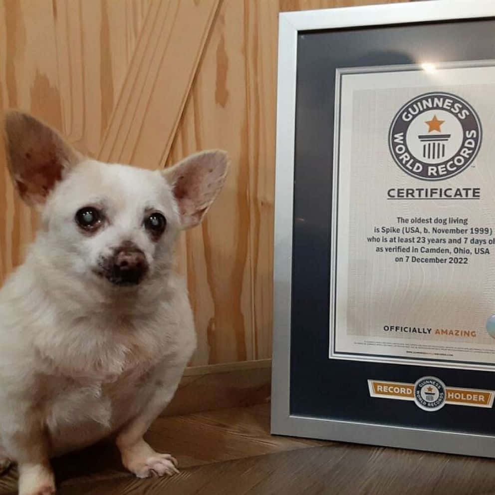 Chihuahua 桌布 壁紙 — 一隻白色小吉娃娃坐在其裱框的金氏世界紀錄證書旁，該證書證明牠是現存最年長的狗。
