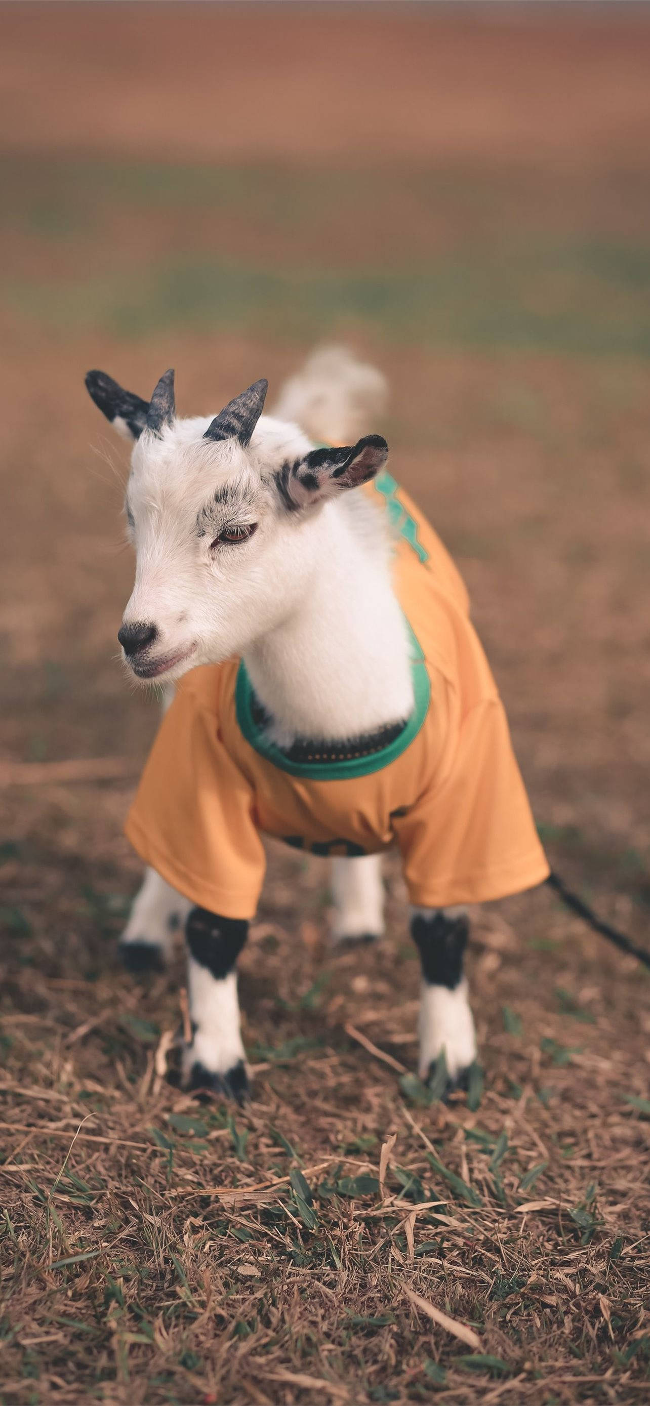 adorable 桌布 壁紙 — 一隻白色小山羊，長有黑色角和蹄，穿著一件帶綠色飾邊的亮橙色襯衫，站在乾草中。