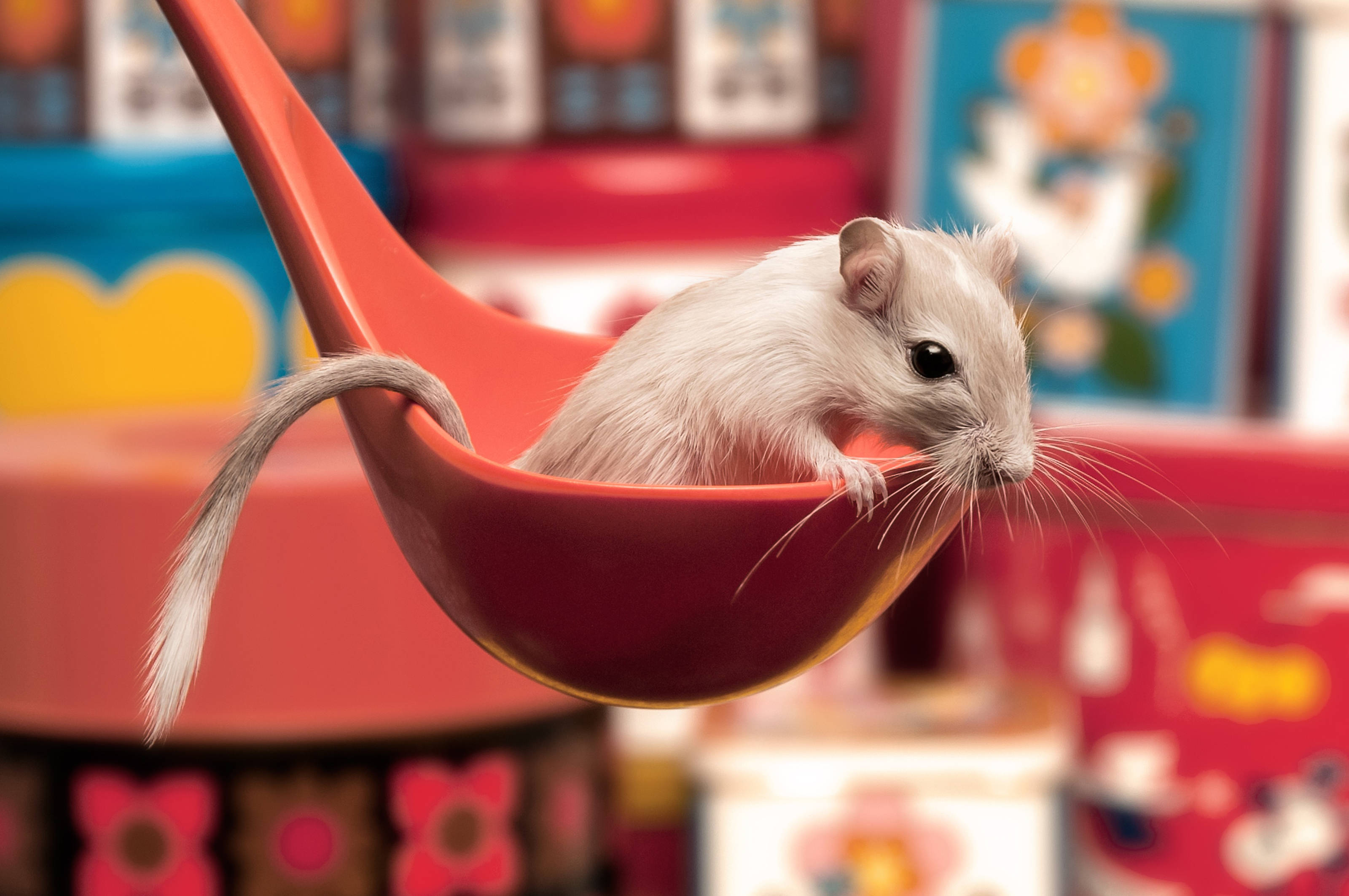 Mouse 桌布 壁紙 — 一隻白色小沙鼠好奇地棲息在鮮紅色的勺子裡，背景是色彩繽紛的模糊畫面。