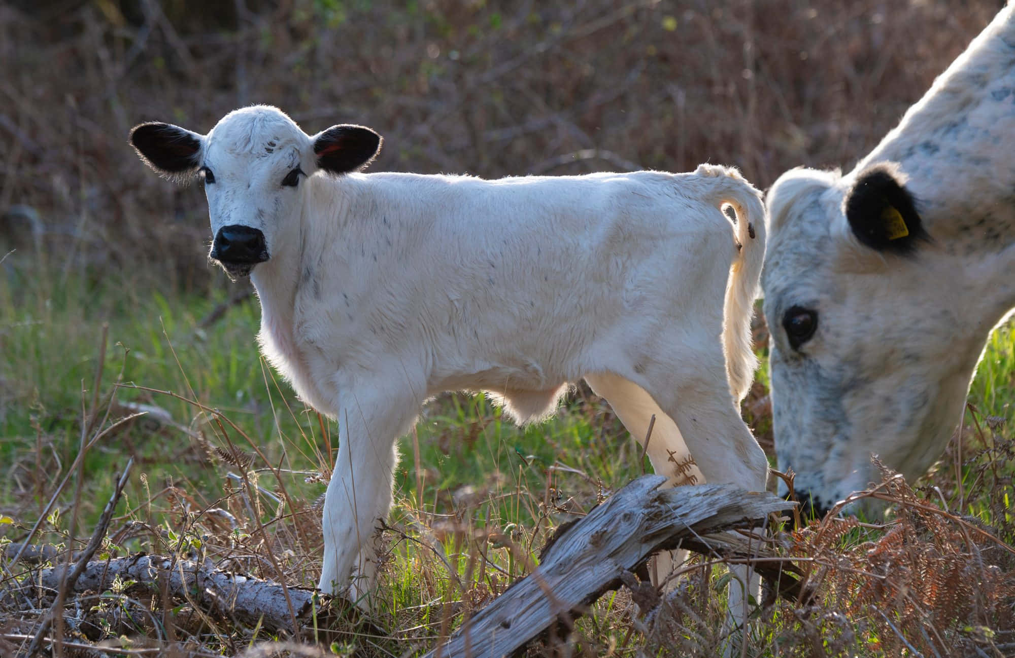 Black And White Cow 桌布 壁紙 — 一隻白色小牛犢警覺地站在草地上，附近有一頭成年母牛在柔和的金色光芒中吃草。