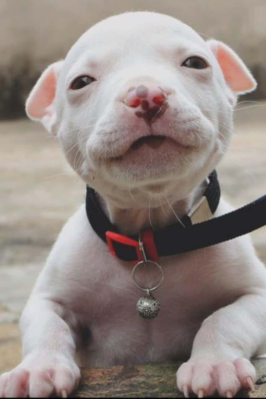 Pitbull 桌布 壁紙 — 一隻白色小狗的特寫，有粉紅色的耳朵和鼻子，戴著黑色項圈，配有紅色扣環和銀色鈴鐺。