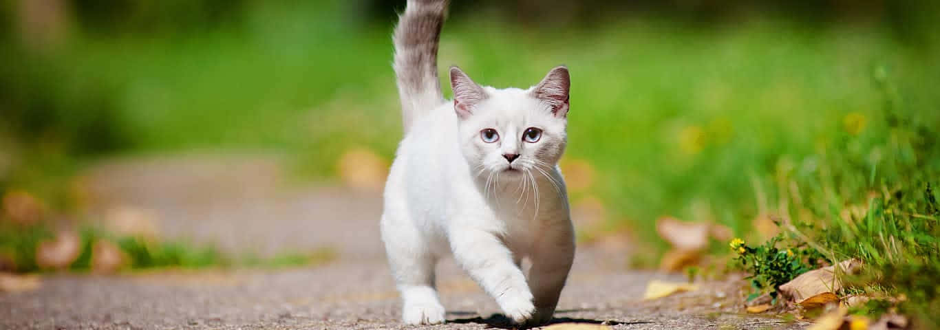 Munchkin Cat 桌布 壁紙 — 一隻白色小貓，灰色耳朵和尾巴，自信地沿著陽光普照的碎石路，穿過充滿活力的綠色草地。