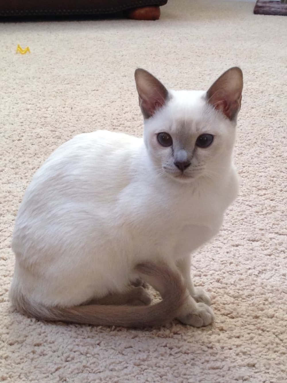 Tonkinese 桌布 壁紙 — 一隻白色小貓，藍色眼睛，棕色耳朵，平靜地坐在米色地毯上，直視鏡頭。