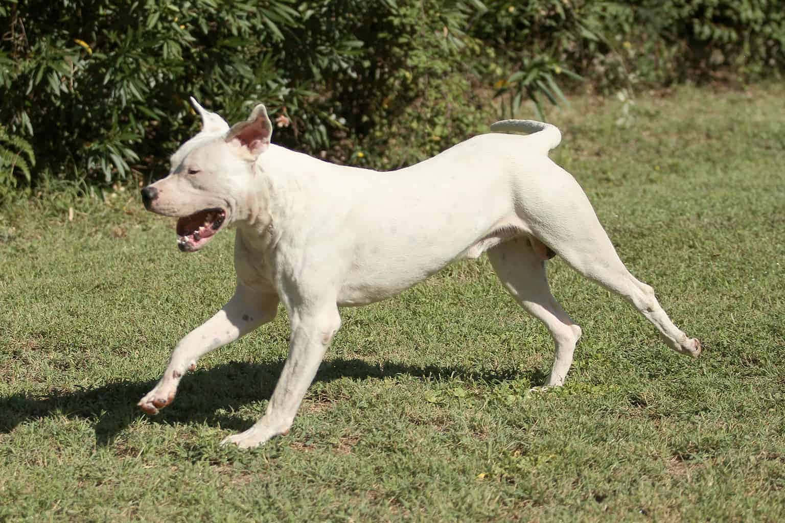 Dogo Argentino 桌布 壁紙 — 一隻白色尖耳狗在陽光明媚的草地上快樂奔跑，背景有綠色灌木叢。
