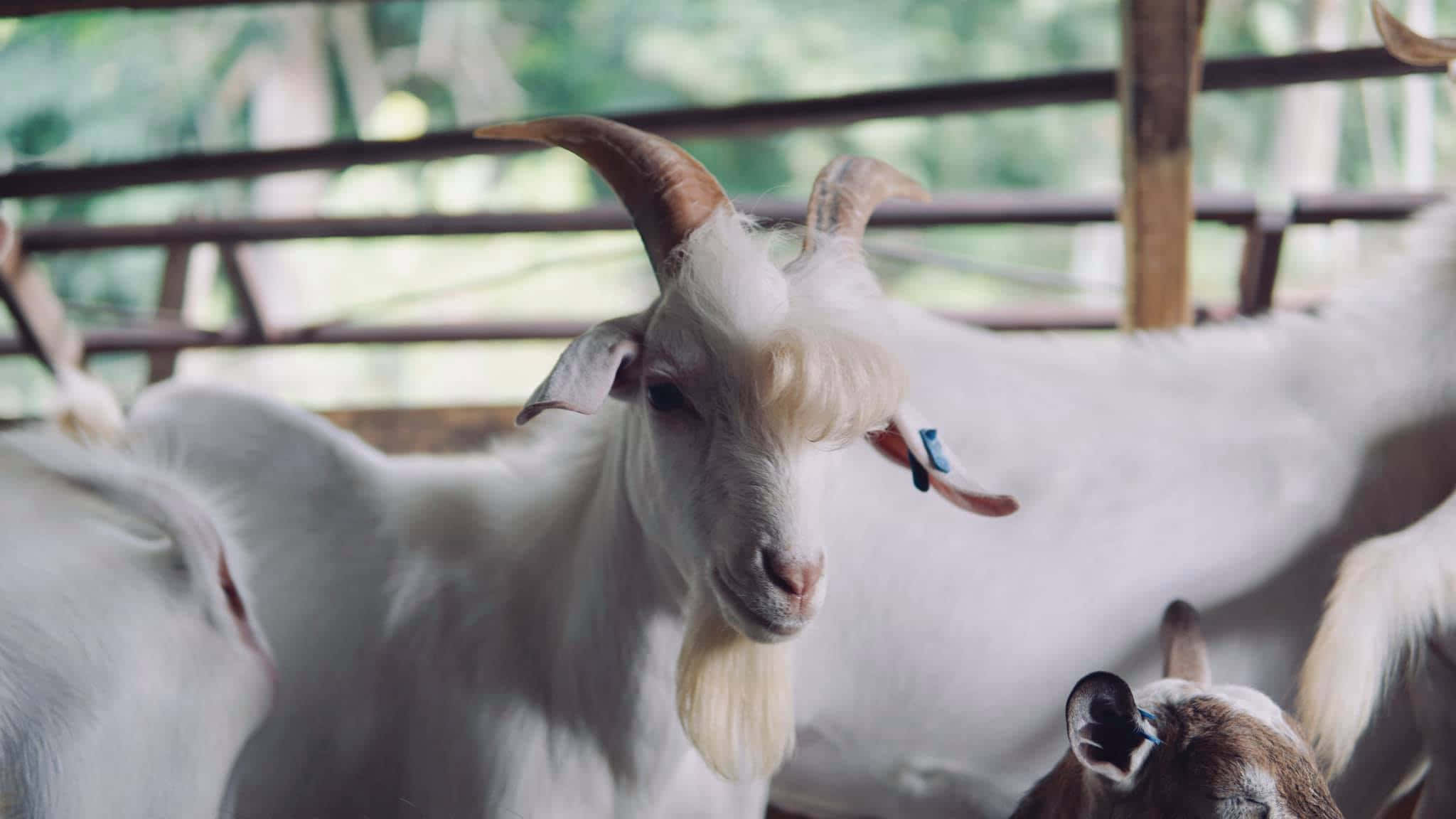 動物 桌布 壁紙 — 一隻白色山羊，有彎曲的角和藍色耳標，在木製穀倉內直視鏡頭的特寫。