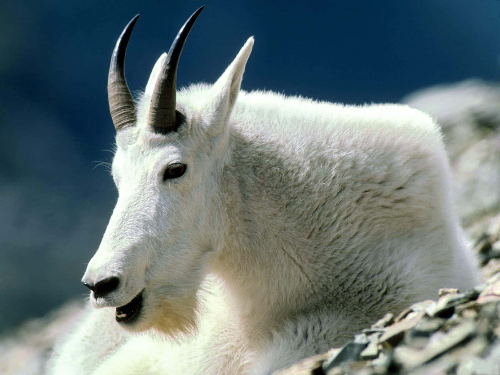 Mountain Goat 桌布 壁紙 — 一隻白色山羊，長有彎曲的角，在明亮的陽光下於岩石地形上休息的特寫。