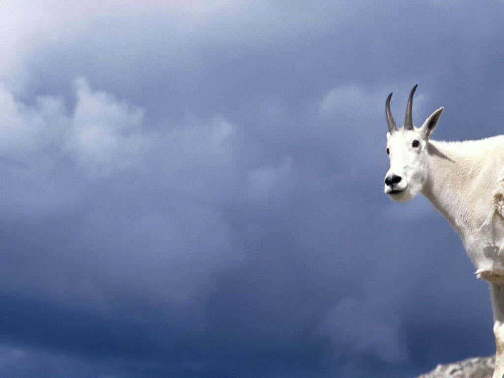 Mountain Goat 桌布 壁紙 — 一隻白色山羊在深藍色和灰色色調的戲劇性多雲天空下警覺地站立。
