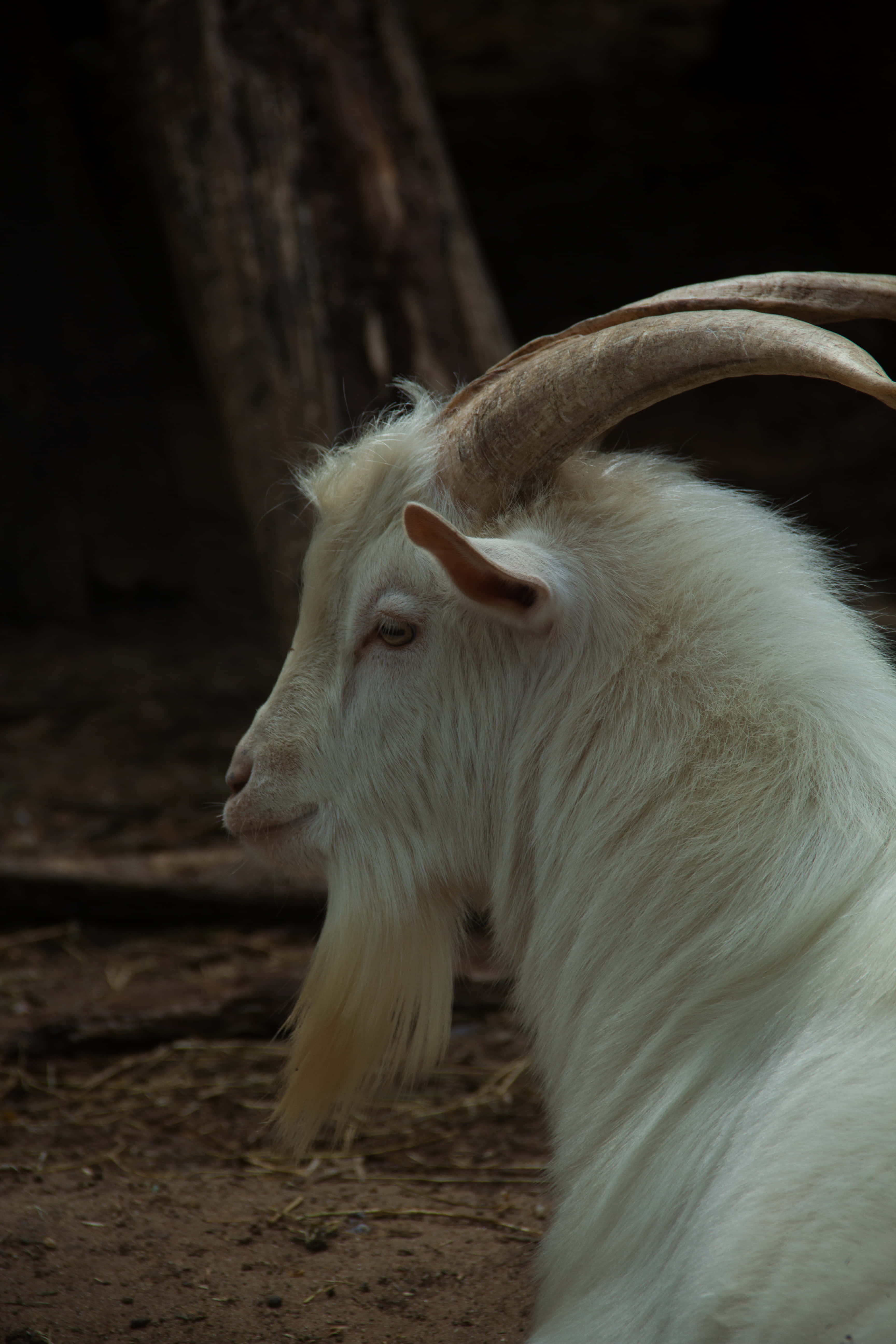 動物 桌布 壁紙 — 一隻白色山羊長有彎曲的角，在光線昏暗的森林環境中休息的特寫。