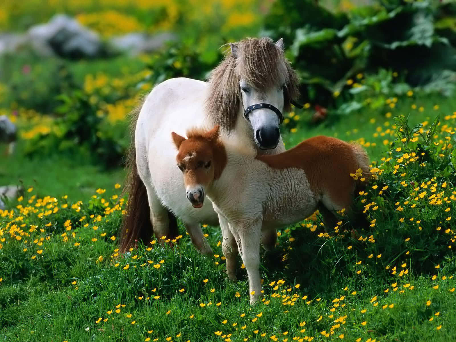 pony 桌布 壁紙 — 一隻白色成年小馬和牠的棕色小馬駒緊密地站在一起，在一片點綴著黃色野花的翠綠草地上。
