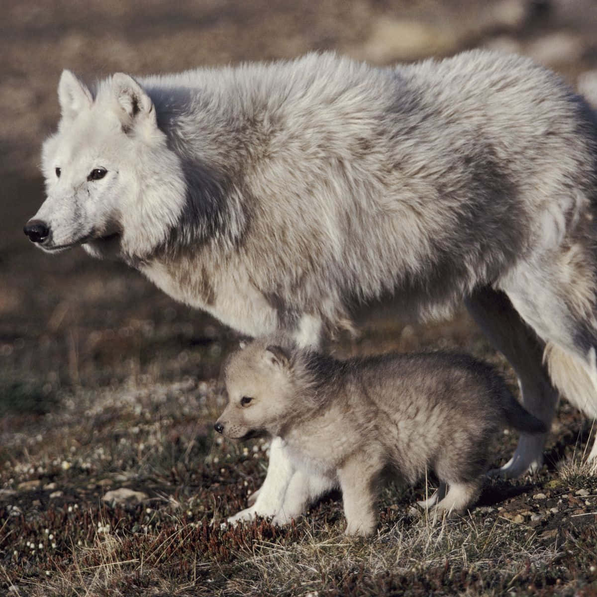 Wolf In Forest 桌布 壁紙 — 一隻白色成年狼和牠的灰色幼狼在明亮的日光下，一起走過乾燥的草地凍原。