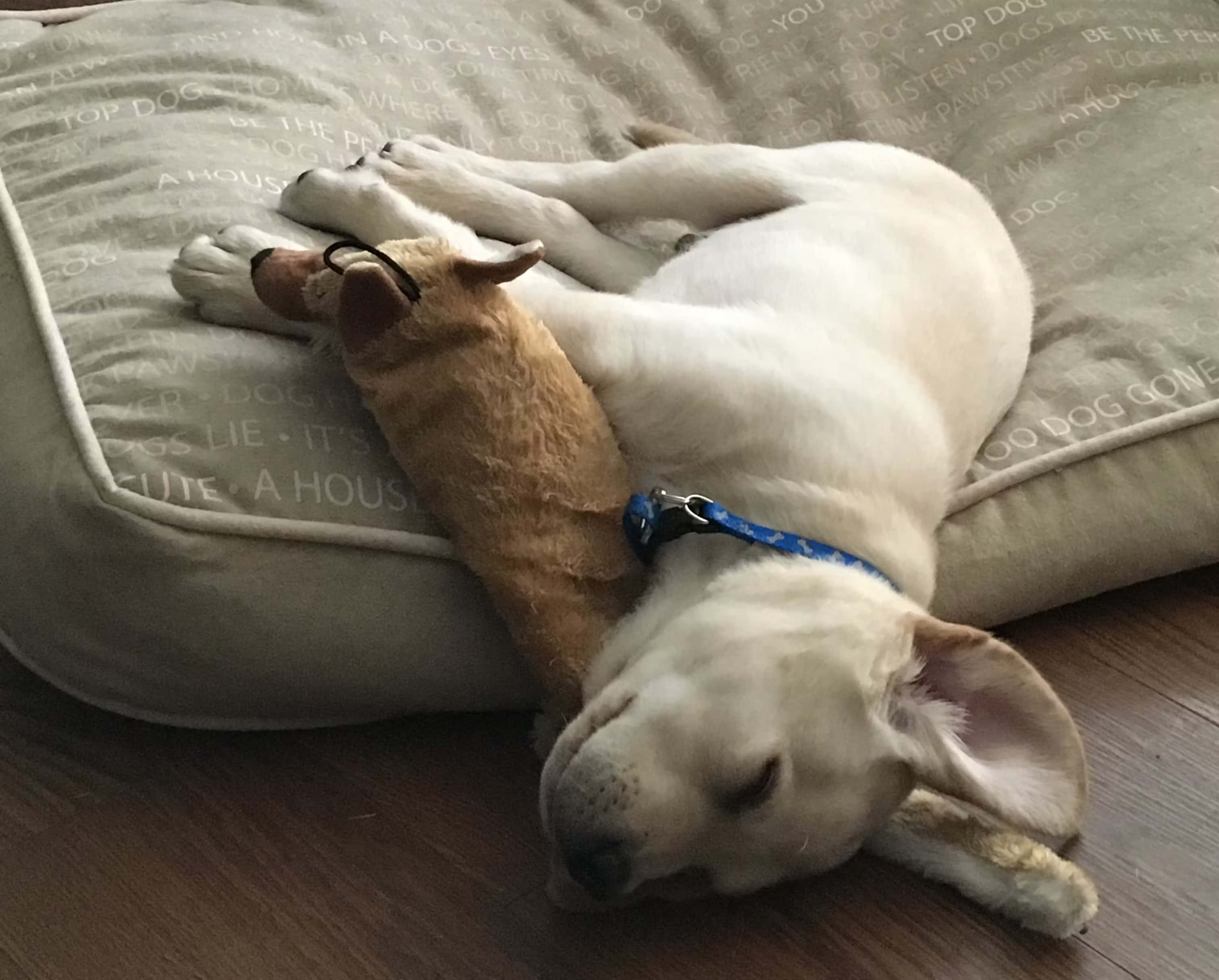 Weird Dog 桌布 壁紙 — 一隻白色拉布拉多犬在狗床上熟睡，旁邊有一個戴眼鏡的棕褐色填充狗玩具。