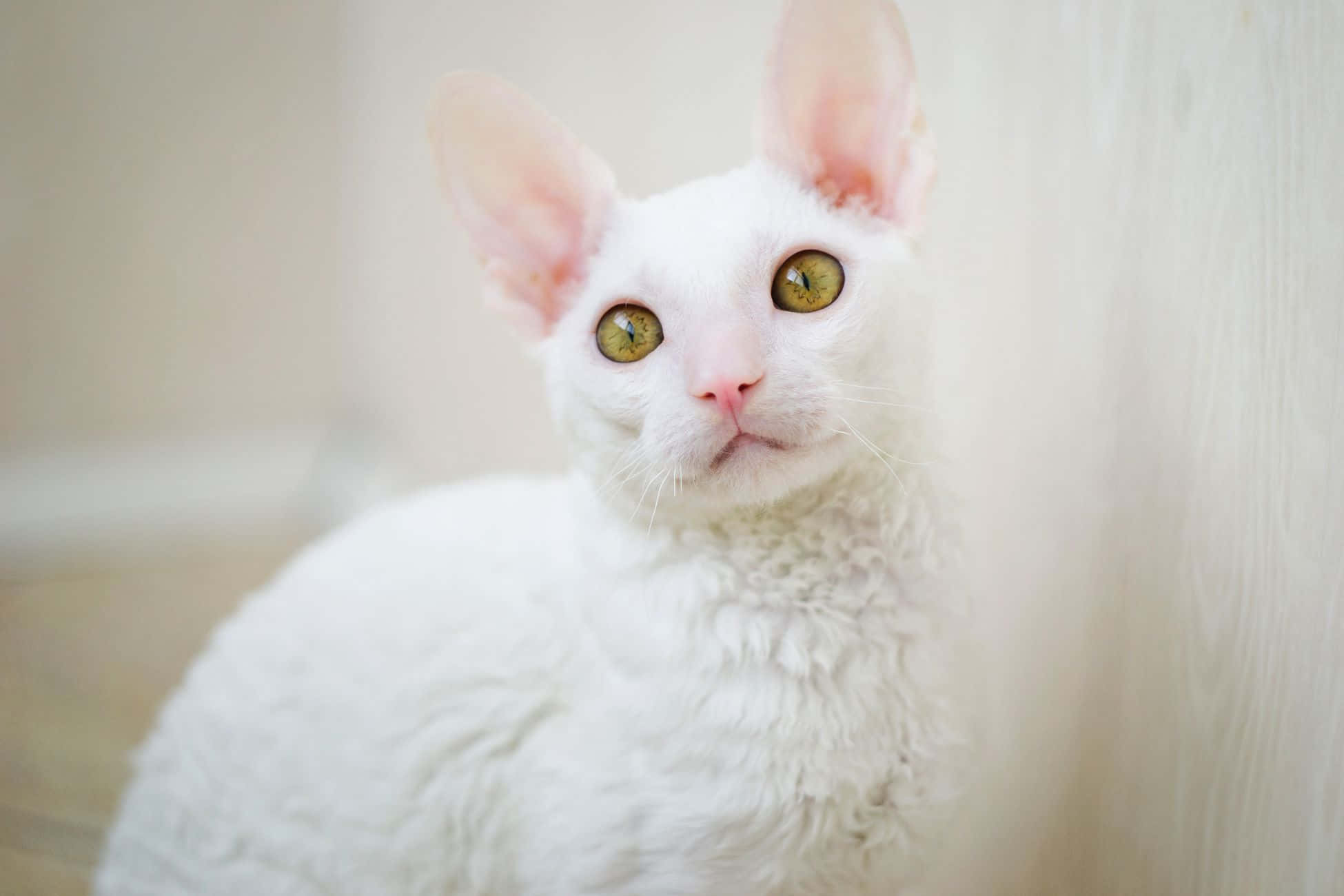 Cornish Rex 桌布 壁紙 — 一隻白色捲毛貓咪的大特寫，擁有大型耳朵和金色眼睛，直視鏡頭。