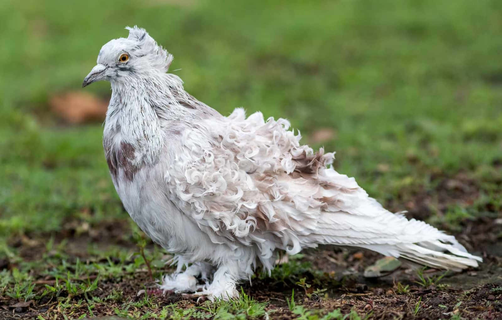 pigeon 桌布 壁紙 — 一隻白色捲毛鴿子警覺地站在草地上。