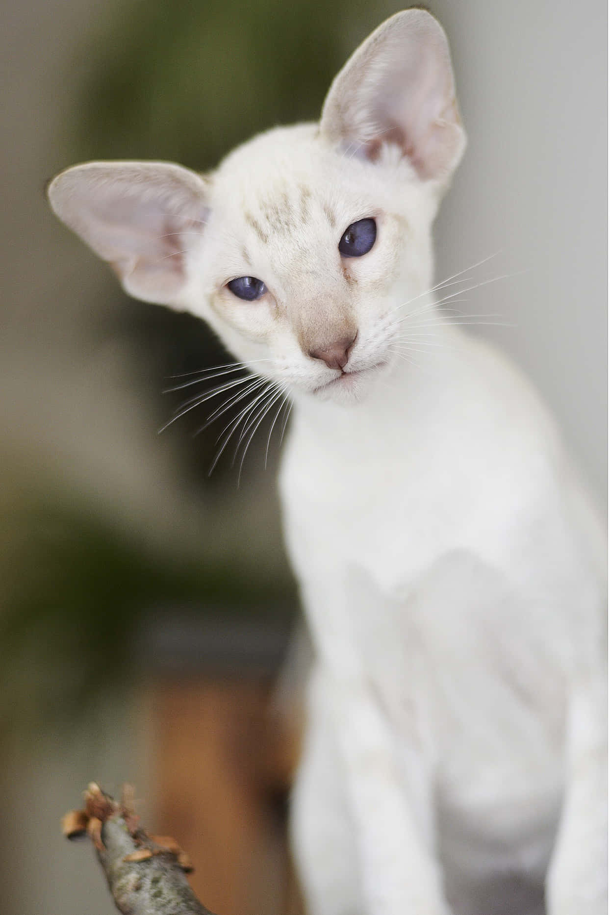 Oriental Shorthair 桌布 壁紙 — 一隻白色東方貓的特寫，有大耳朵和引人注目的藍色眼睛，直視鏡頭。