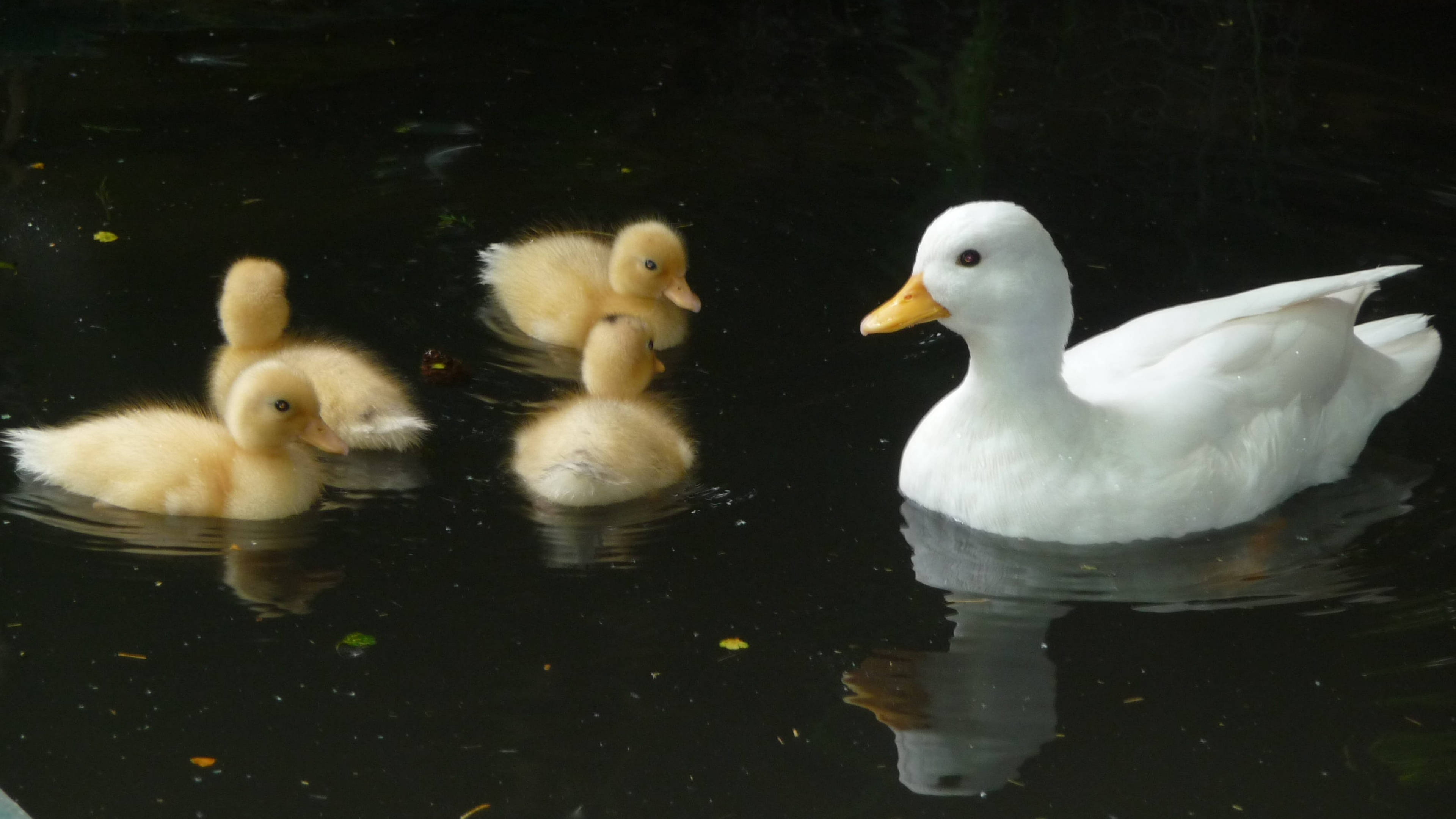 White Duck 桌布 壁紙 — 一隻白色母鴨在深色水面上，伴隨著四隻毛茸茸的黃色小鴨，平靜地游動，水面泛起輕柔的漣漪。