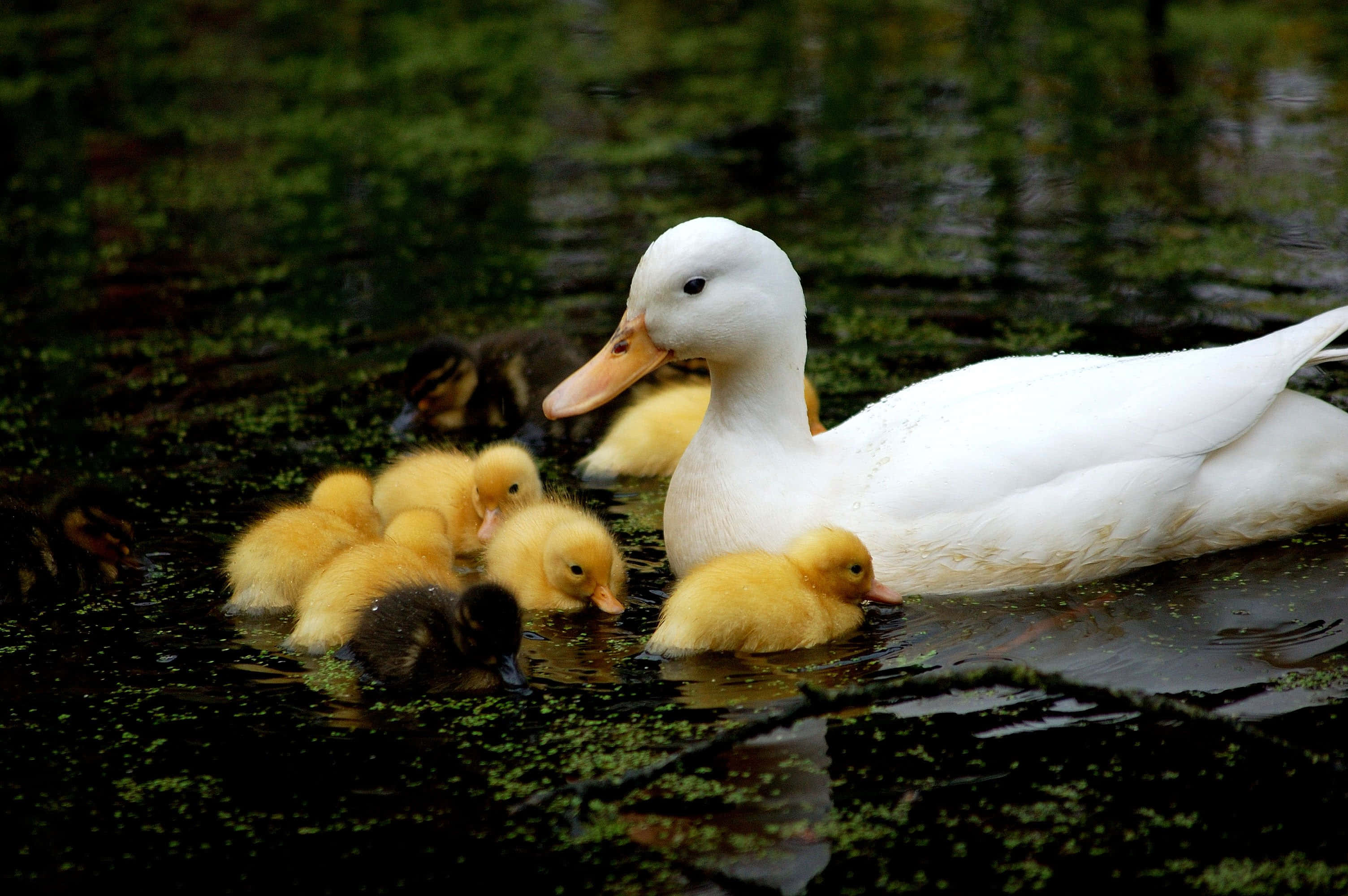 Cute Duck 桌布 壁紙 — 一隻白色母鴨在長滿青苔的池塘裡，與牠毛茸茸的黃色小鴨一起平靜地游泳。