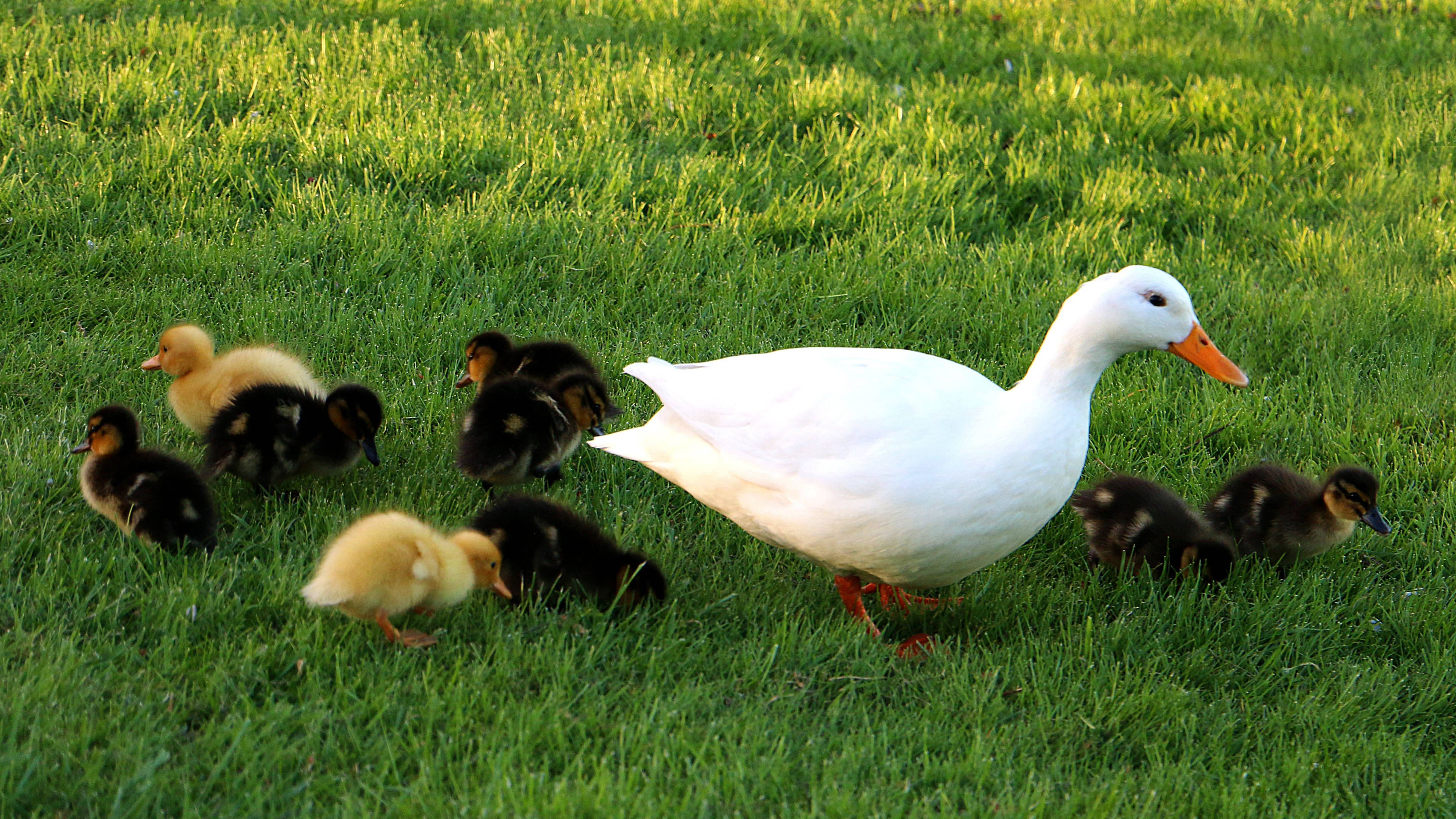White Duck 桌布 壁紙 — 一隻白色母鴨帶領著牠毛茸茸的黃色和黑色小鴨，穿過陽光明媚的綠色草地。