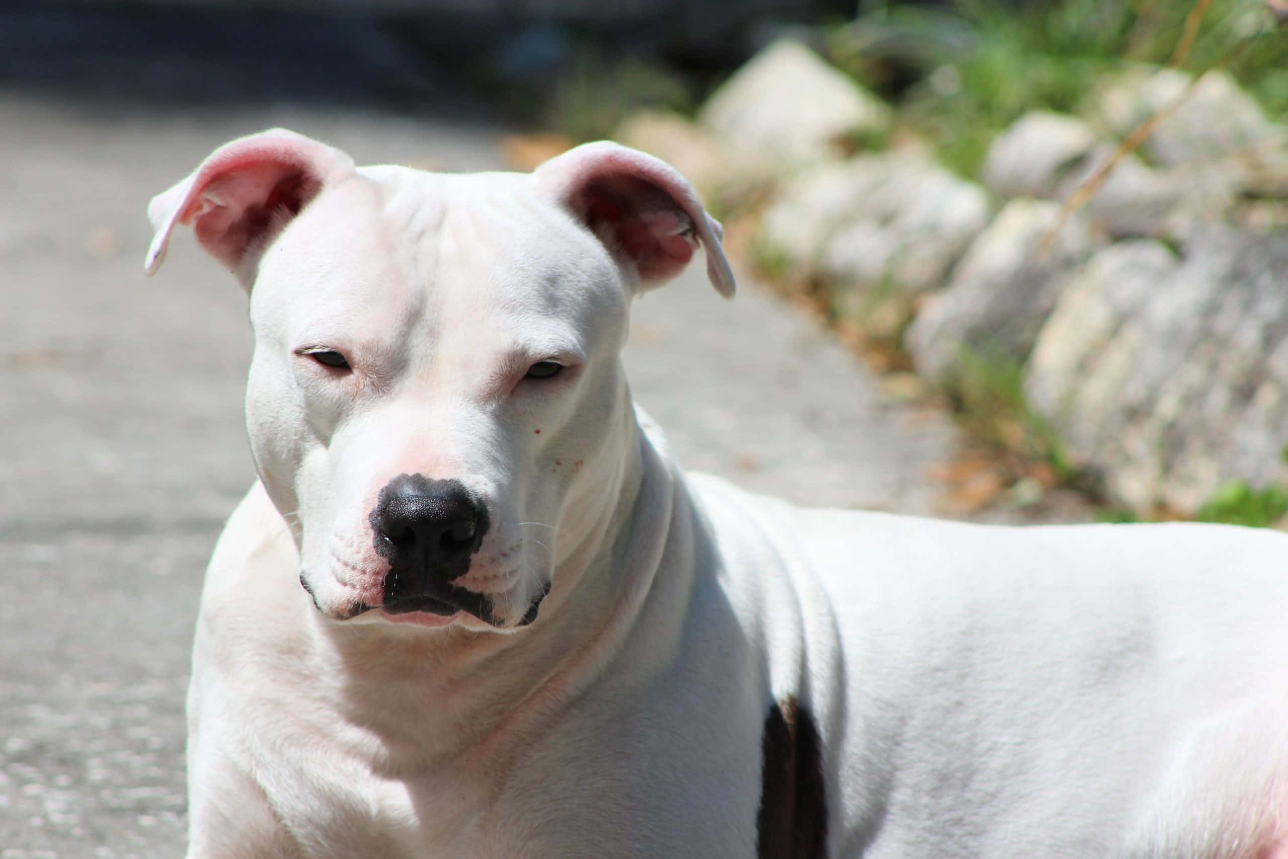 Dogo Argentino 桌布 壁紙 — 一隻白色比特犬，粉紅色耳朵，在陽光普照的碎石路上，旁邊有岩石，平靜地凝視著鏡頭。