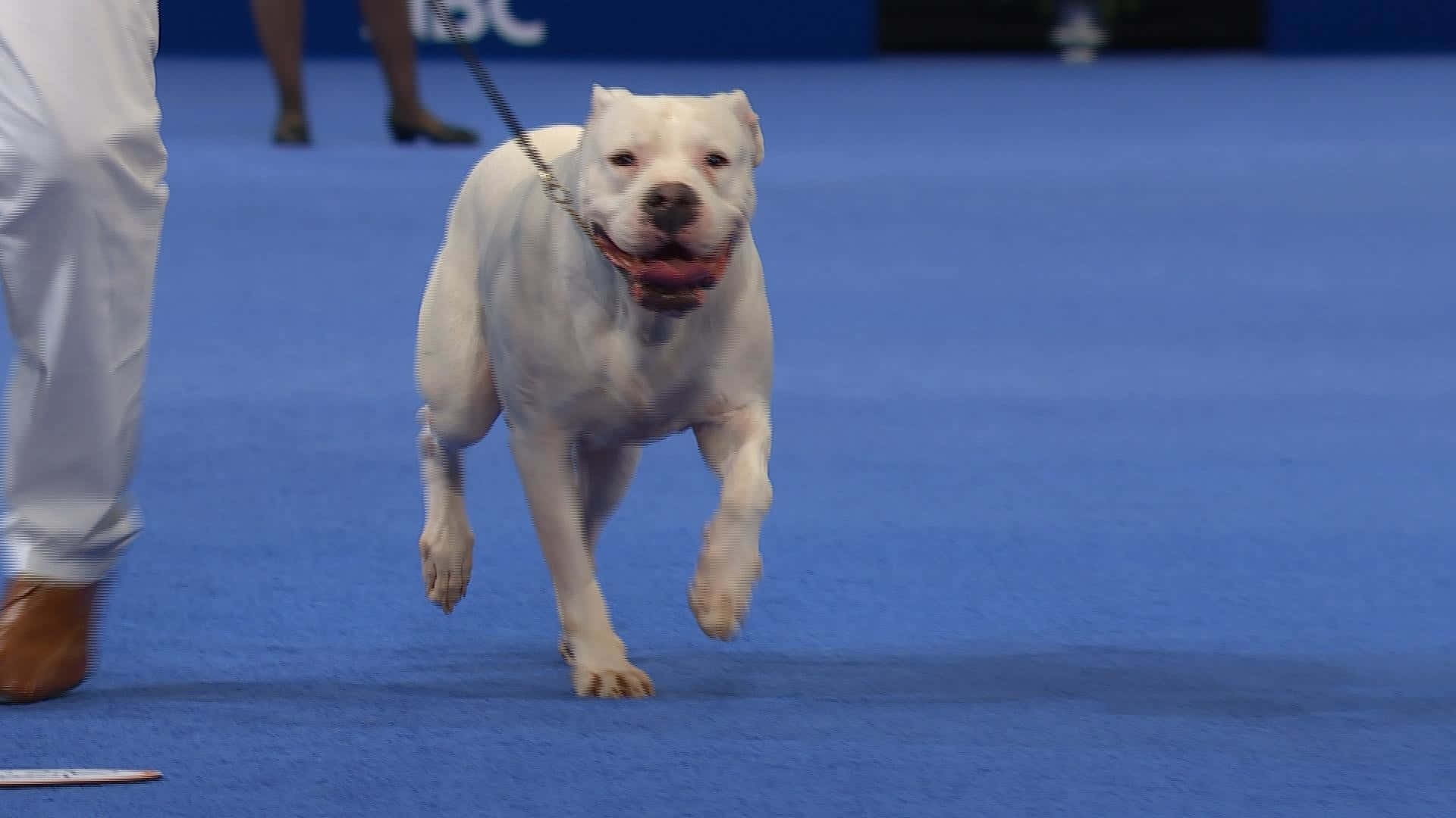 Dogo Argentino 桌布 壁紙 — 一隻白色比特犬在狗展期間精力充沛地跑過充滿活力的藍色地毯場地。