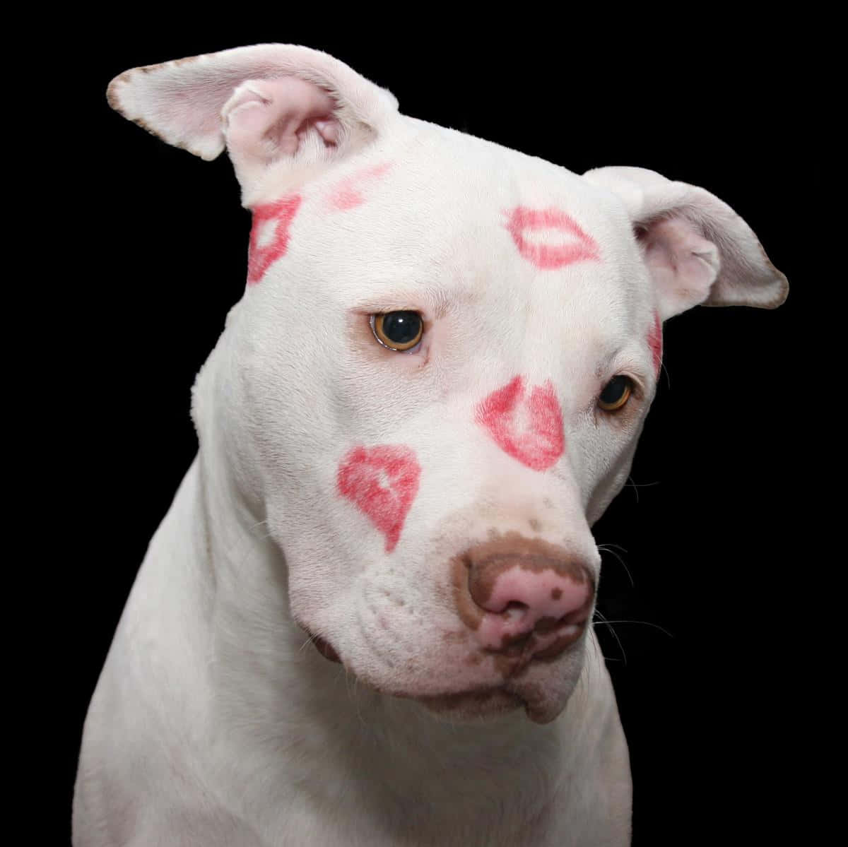 Pitbull 桌布 壁紙 — 一隻白色比特犬臉上帶有紅色唇膏吻痕，在黑色背景前平靜地凝視。