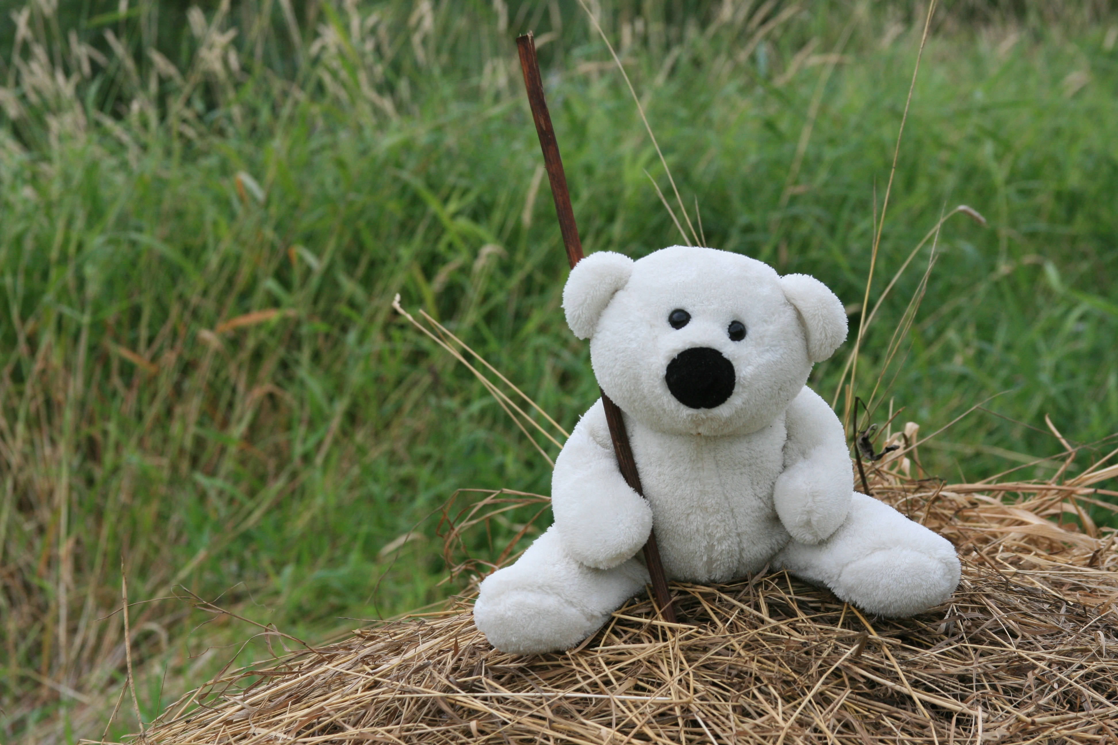 Teddy Bear 桌布 壁紙 — 一隻白色毛絨泰迪熊坐在一堆乾草上，在草地上拿著一根棍子。