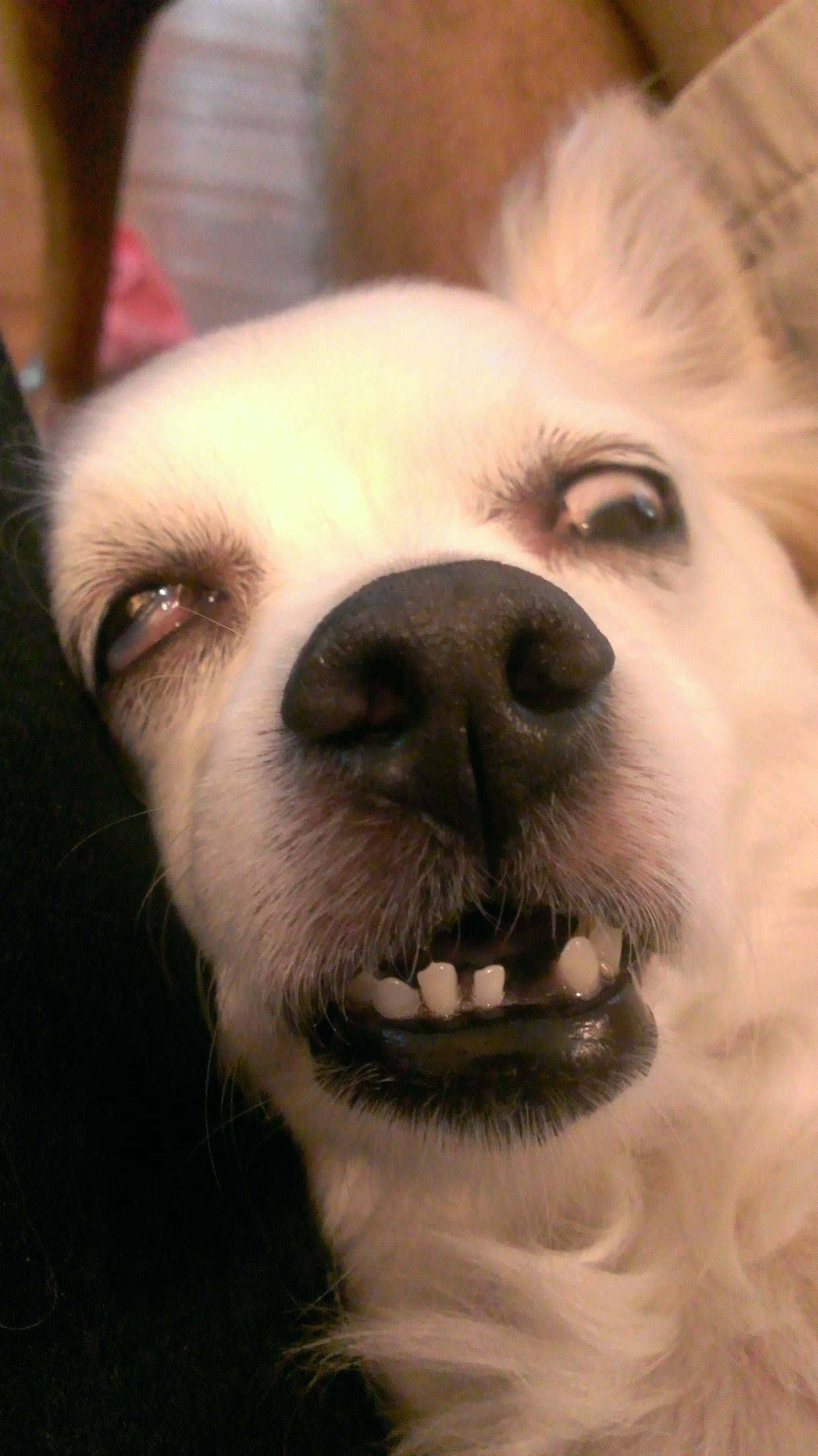 Silly Dog 桌布 壁紙 — 一隻白色毛茸茸的狗的特寫，露出牙齒和瞇著眼睛的傻笑。