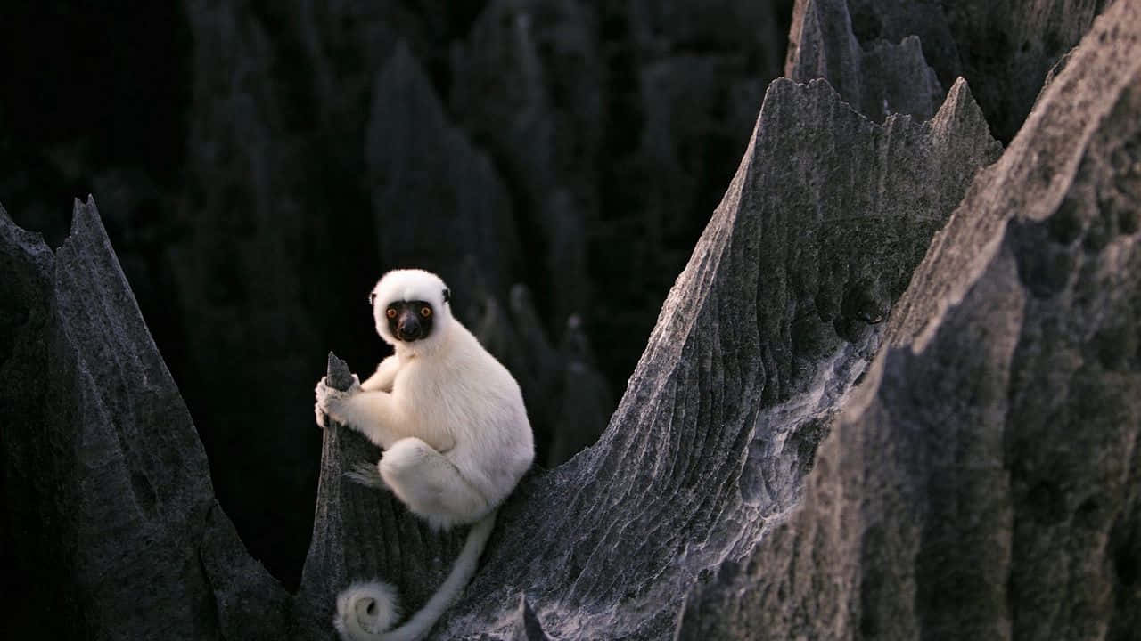 720p Gibbon 桌布 壁紙 — 一隻白色毛髮、臉部深色的狐猴棲息在陰暗自然環境中鋸齒狀的灰色岩石上。