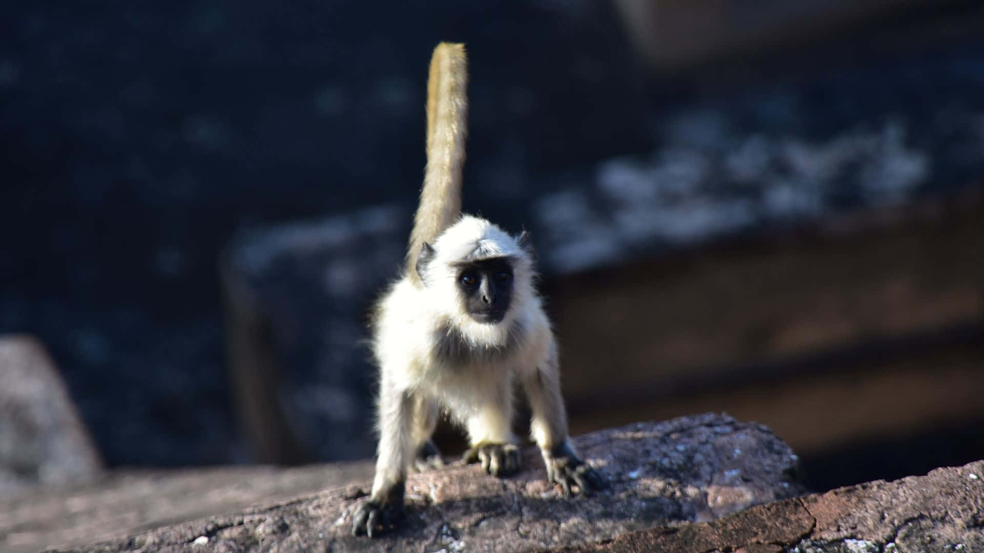 HD Gibbon 桌布 壁紙 — 一隻白色毛髮、長尾巴的猴子警覺地棲息在陽光照耀的岩石上，背景是模糊的黑暗。